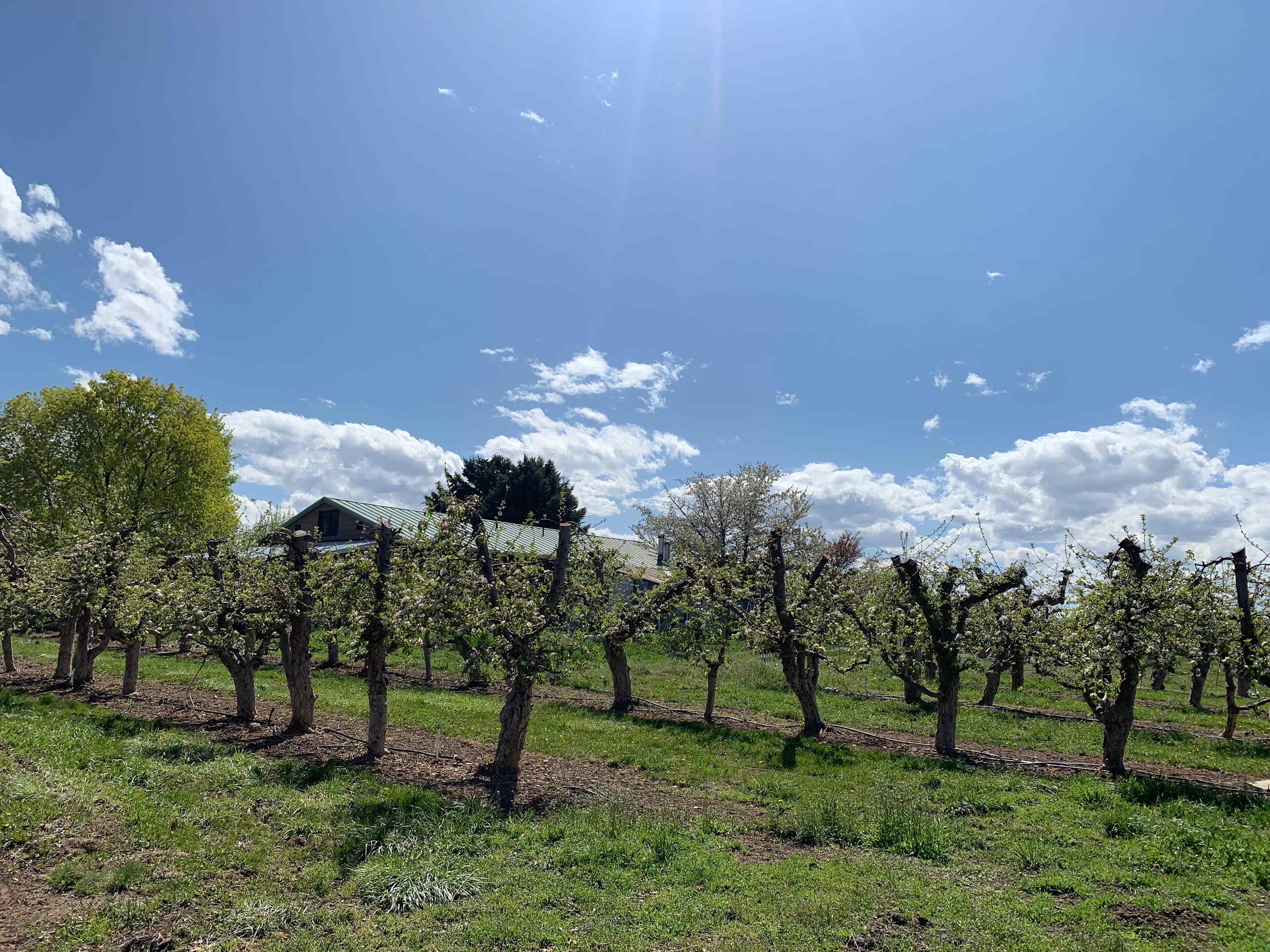 Secluded Orchard Boondocking