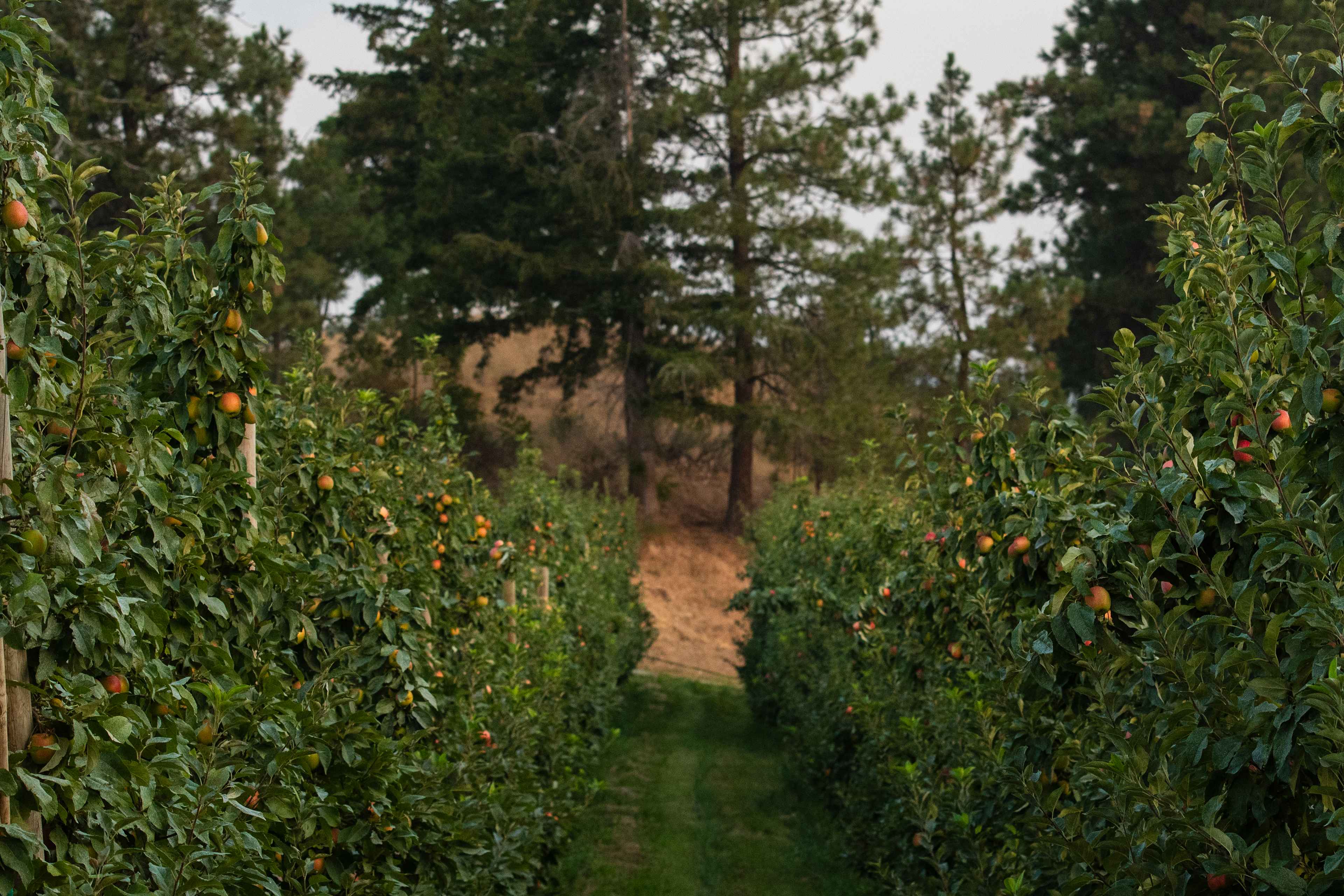 Farm Stays At Chelan Ranch