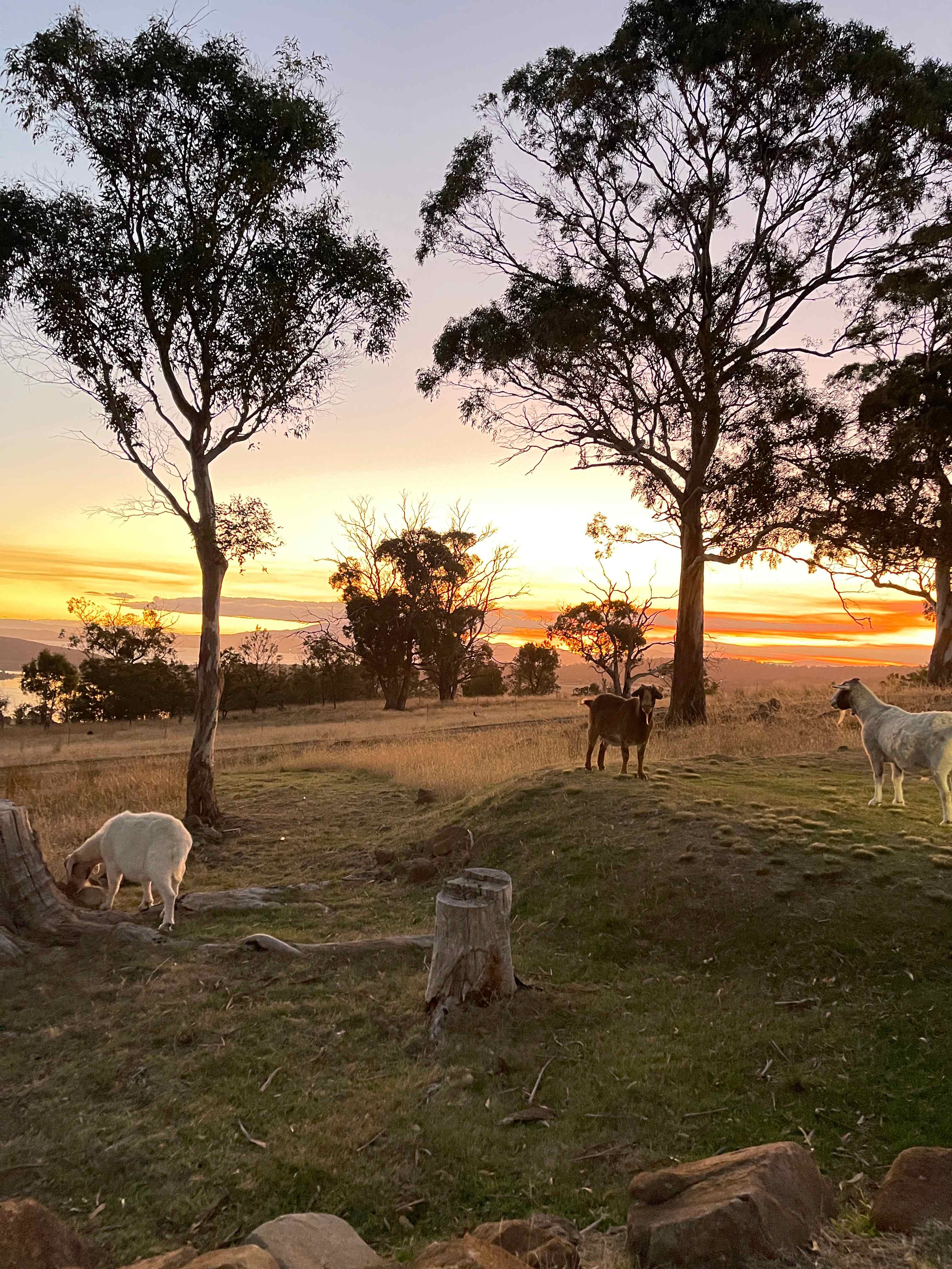 Bomana - Bushland Delight with Breathtaking Views
