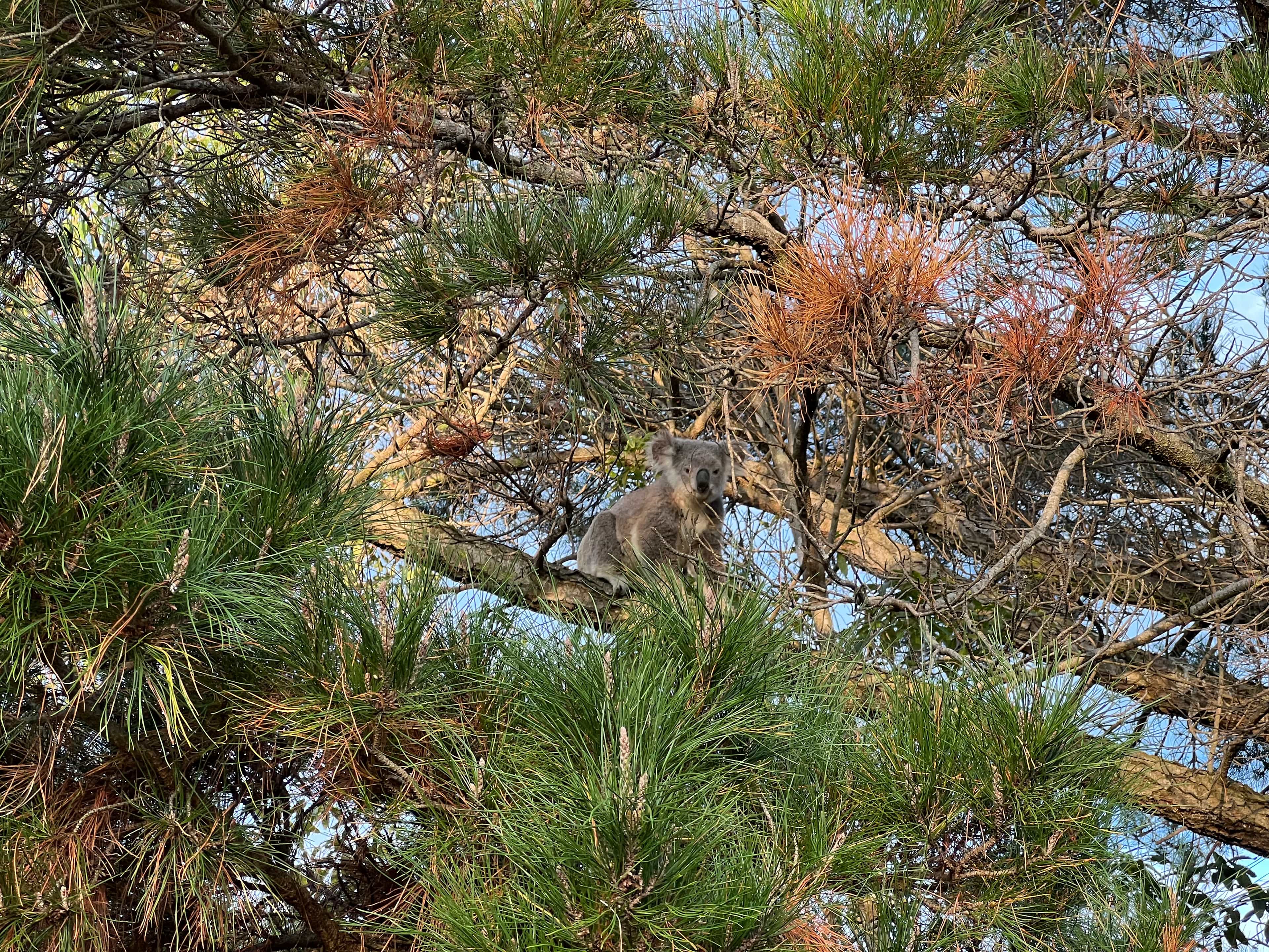 Koala