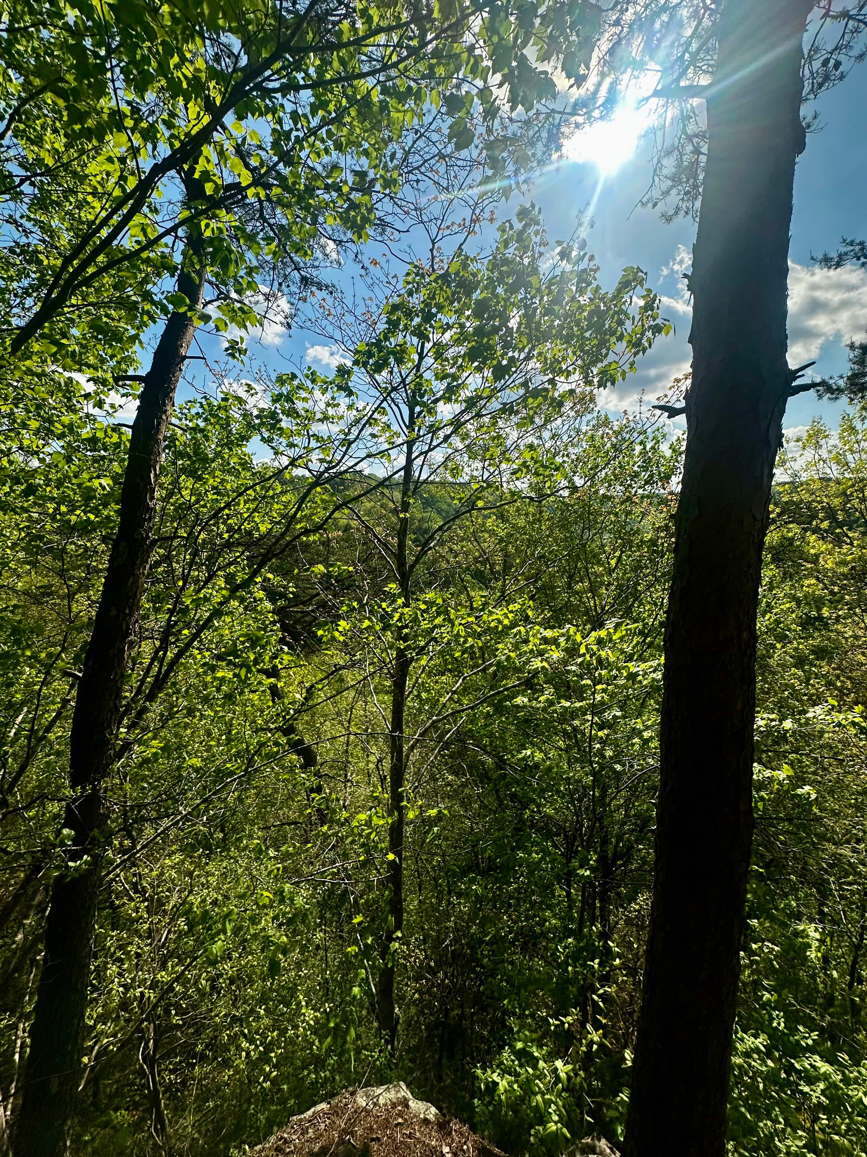 The Falls at Sewanee Creek