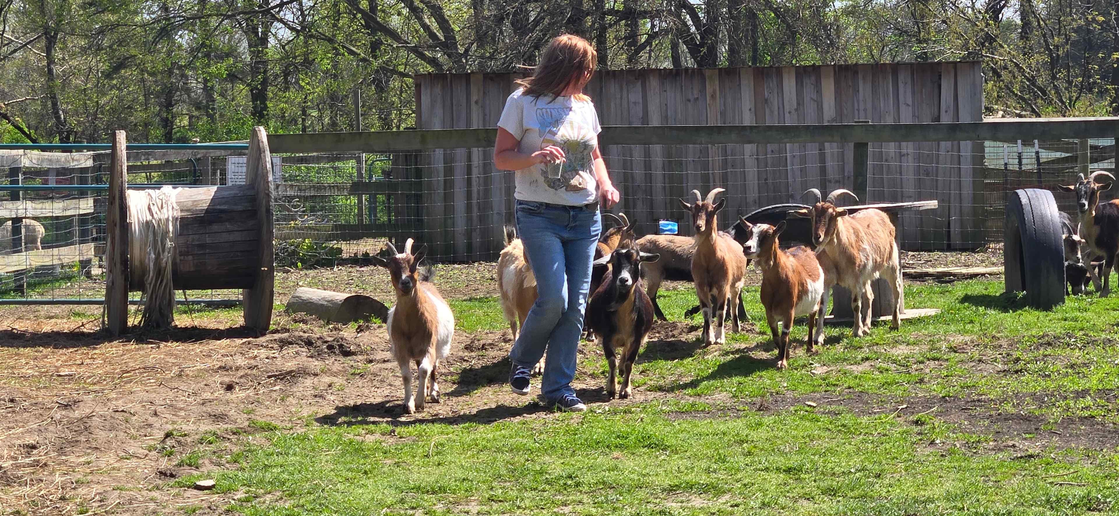 Camp with Alpacas at Aris Farm