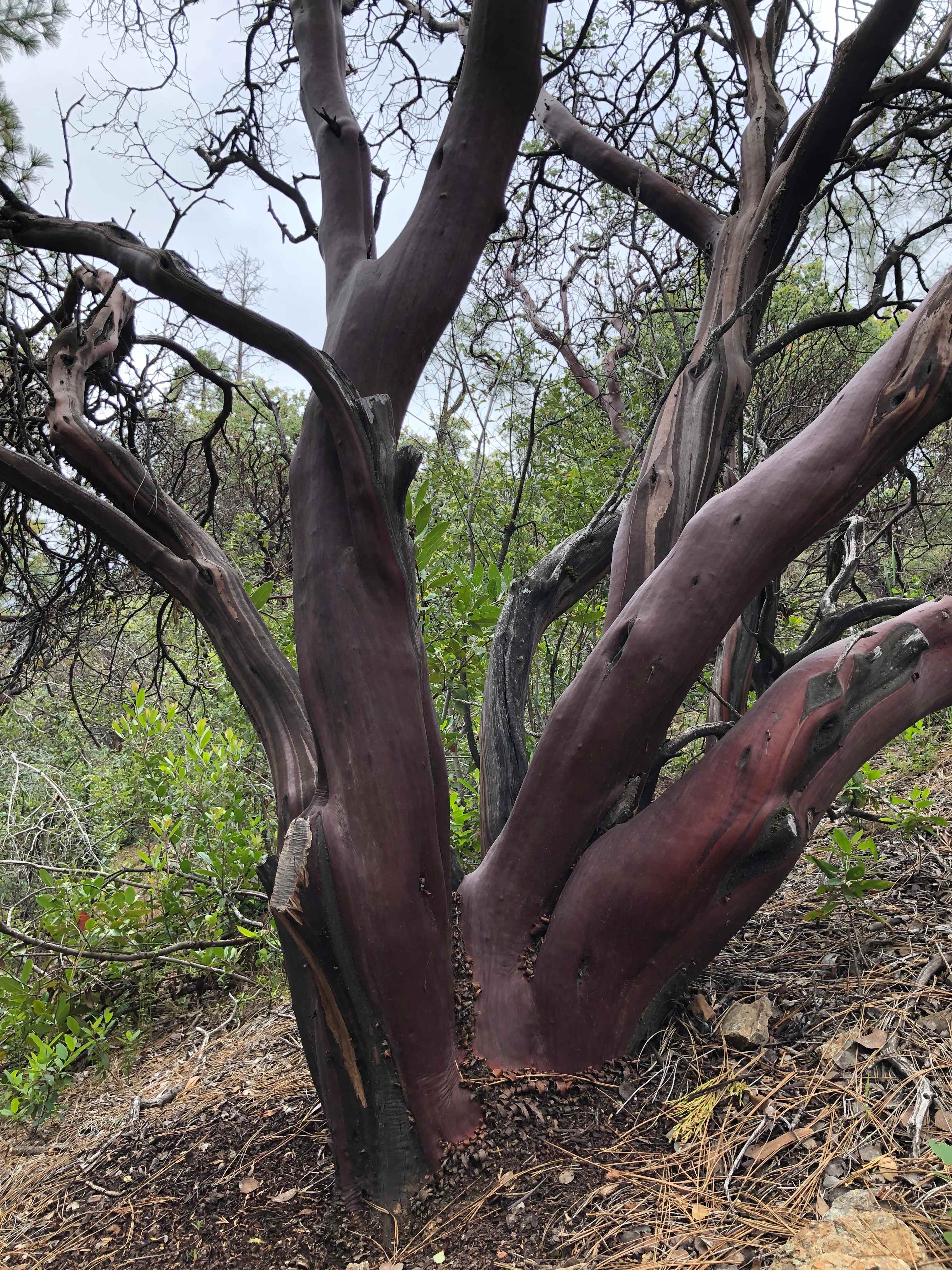 Beautiful manzanita trees are all over the property.