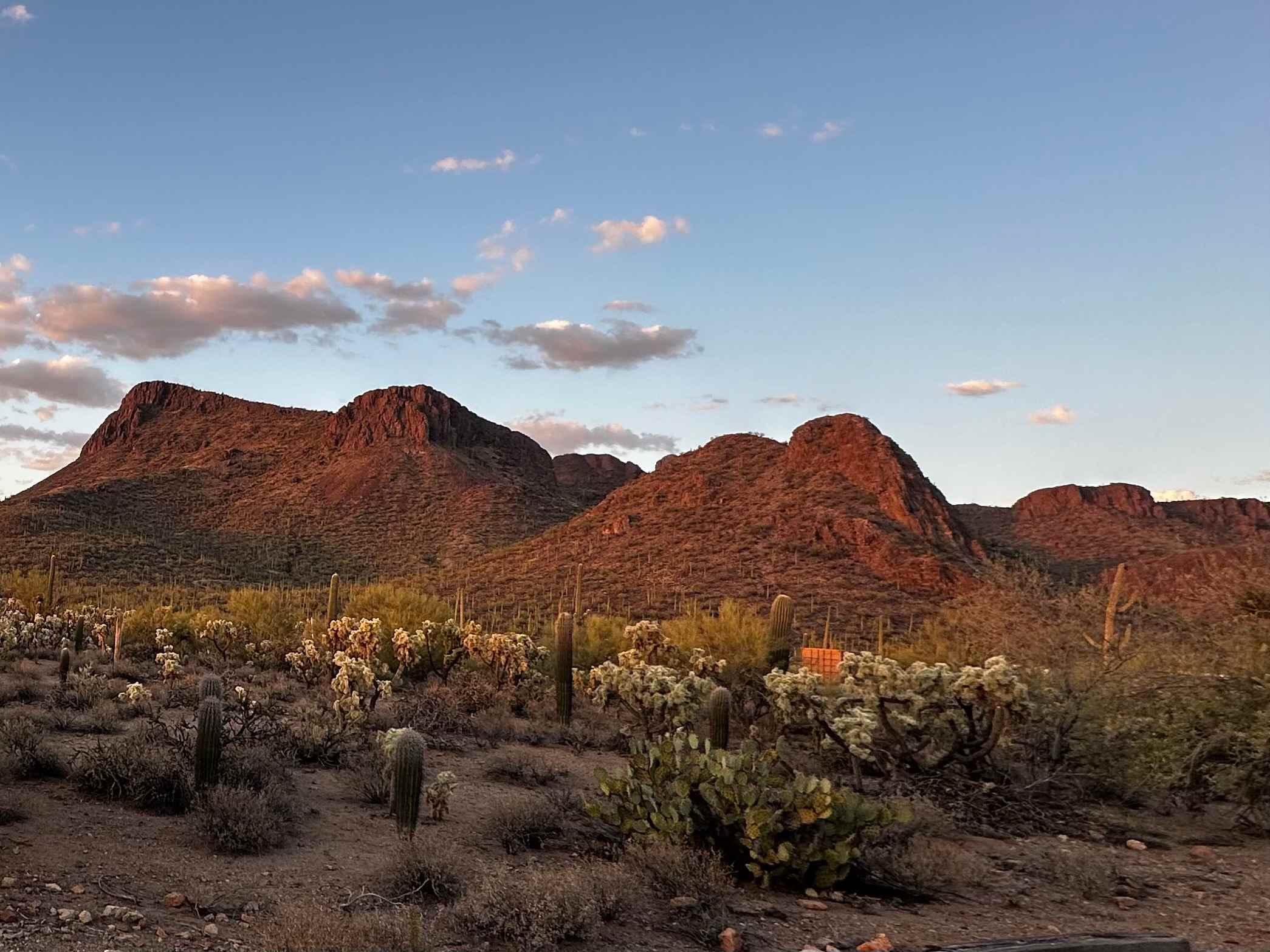 Saguaro national monument west