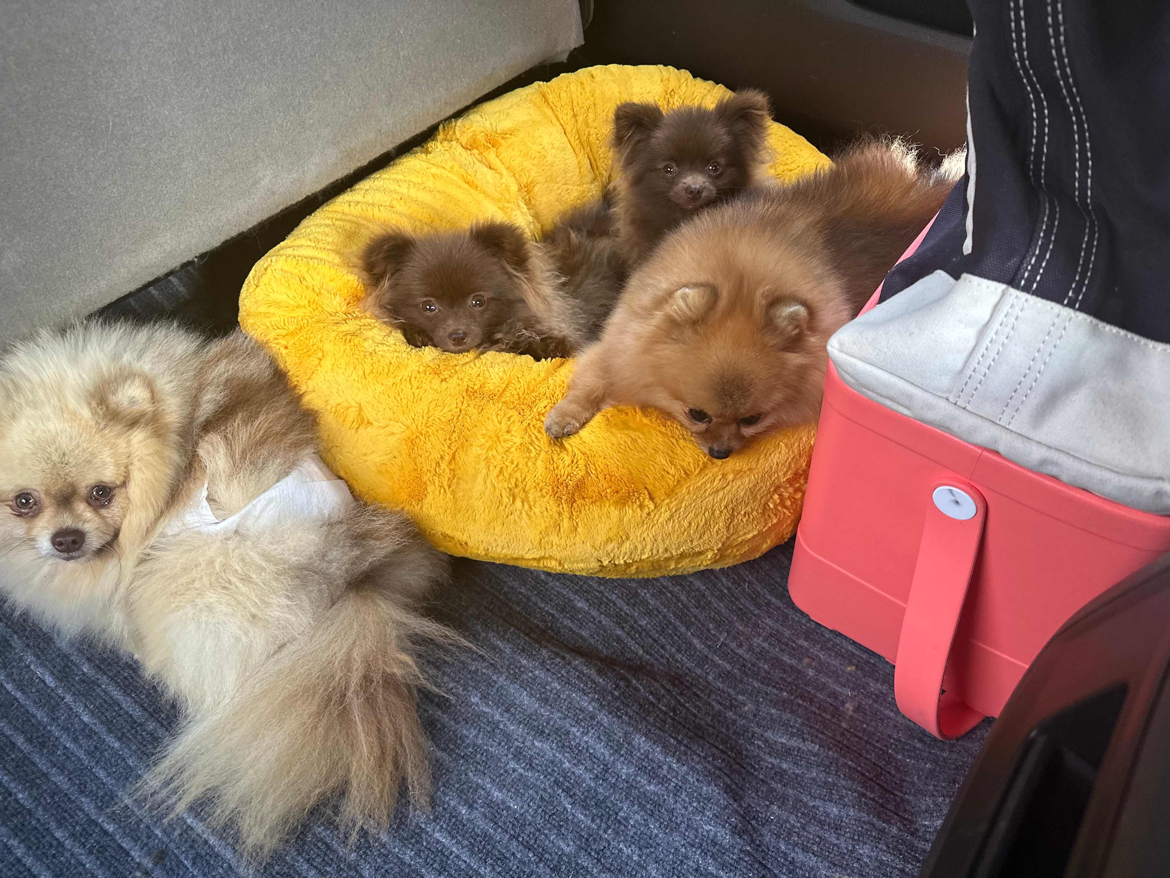 Tuckered out and ready to go home 