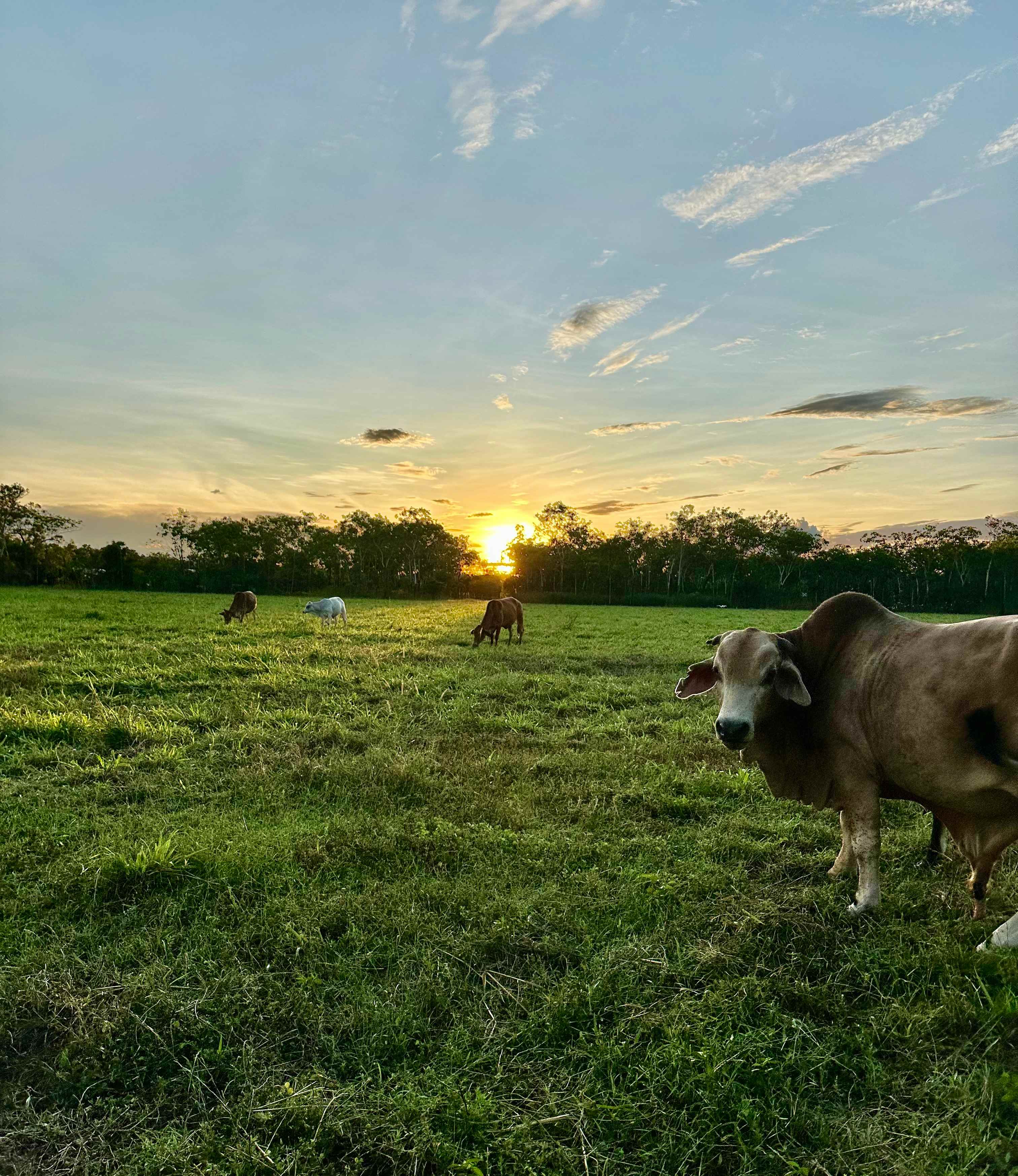Arnhem Acres