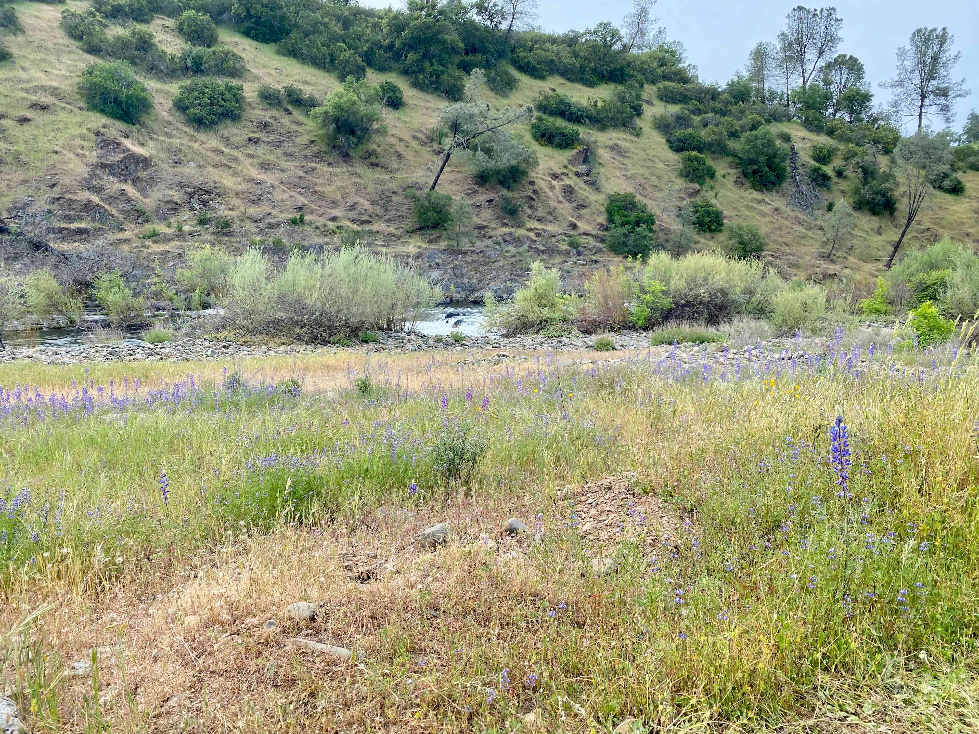 Cosumnes River Ranch