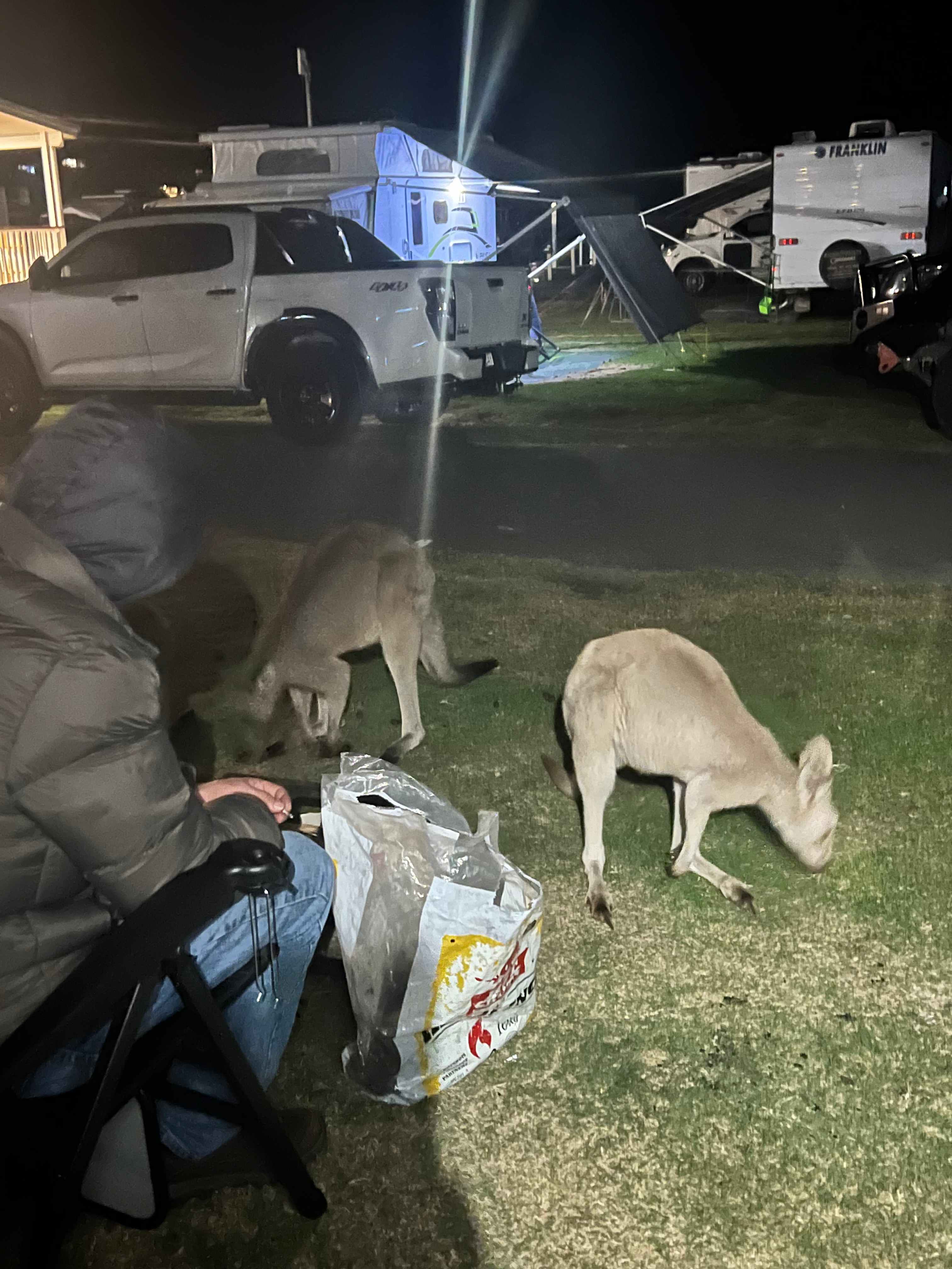 Our evening visitors! Very friendly! 