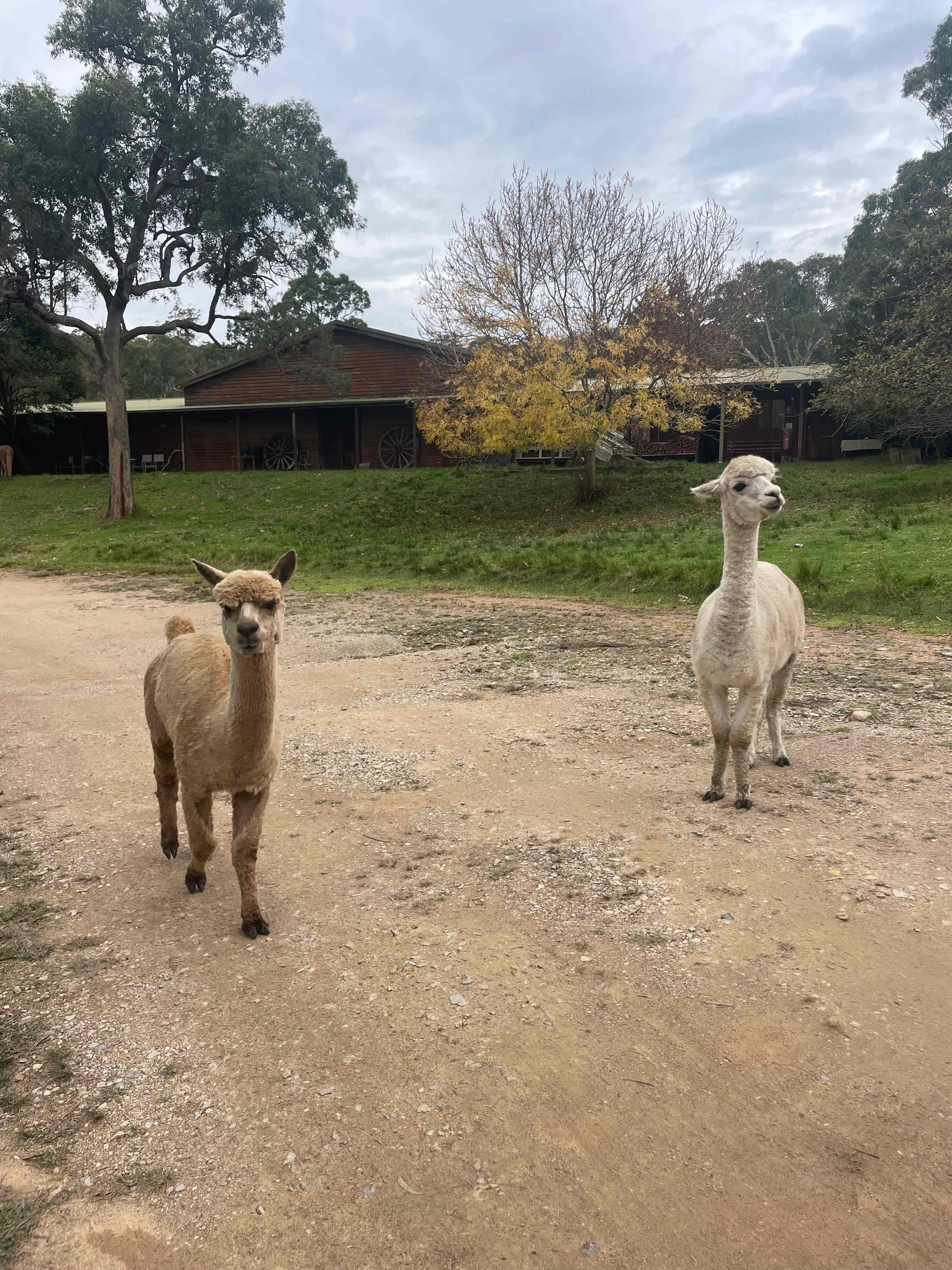 Megalong Valley Farm