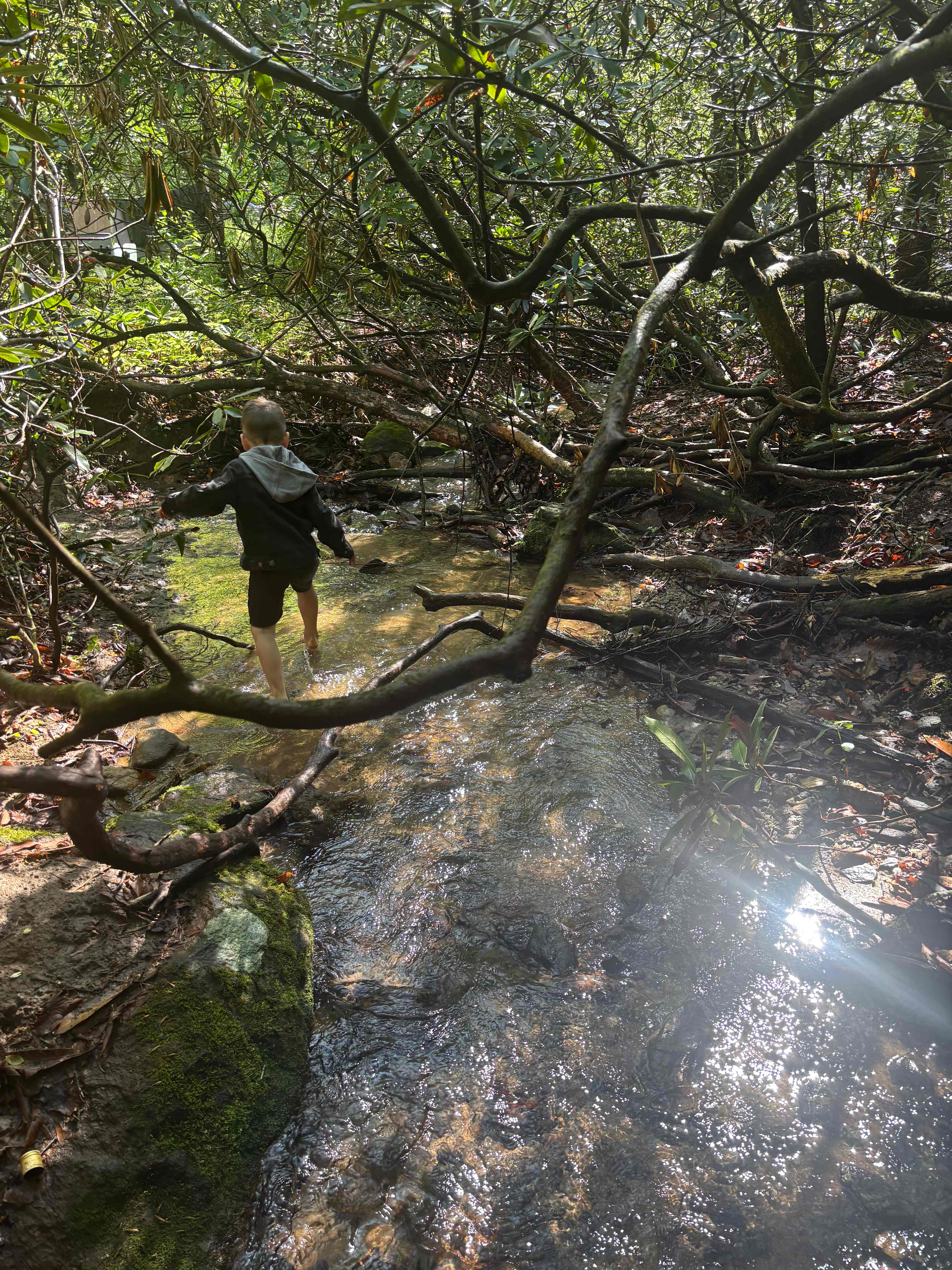 The rhododendron creek