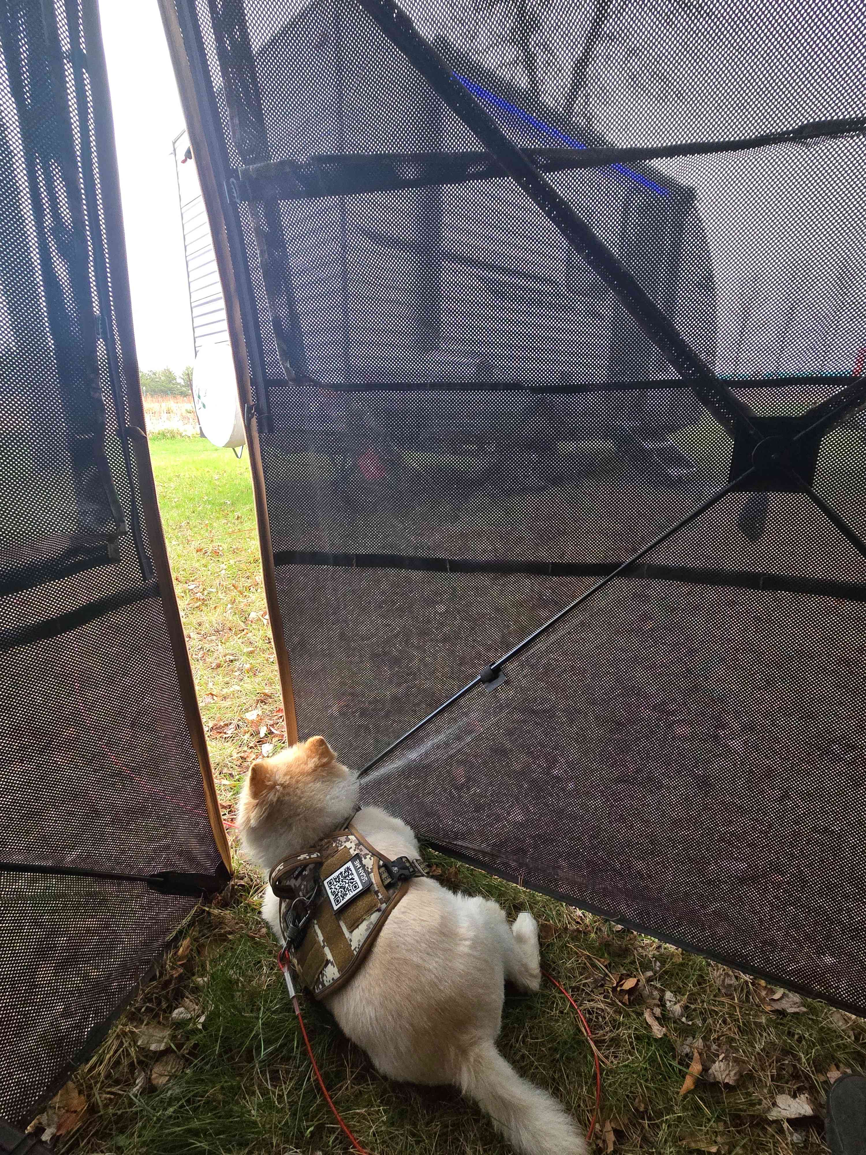 The guard dog! Lol