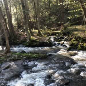 Council Cup Campground