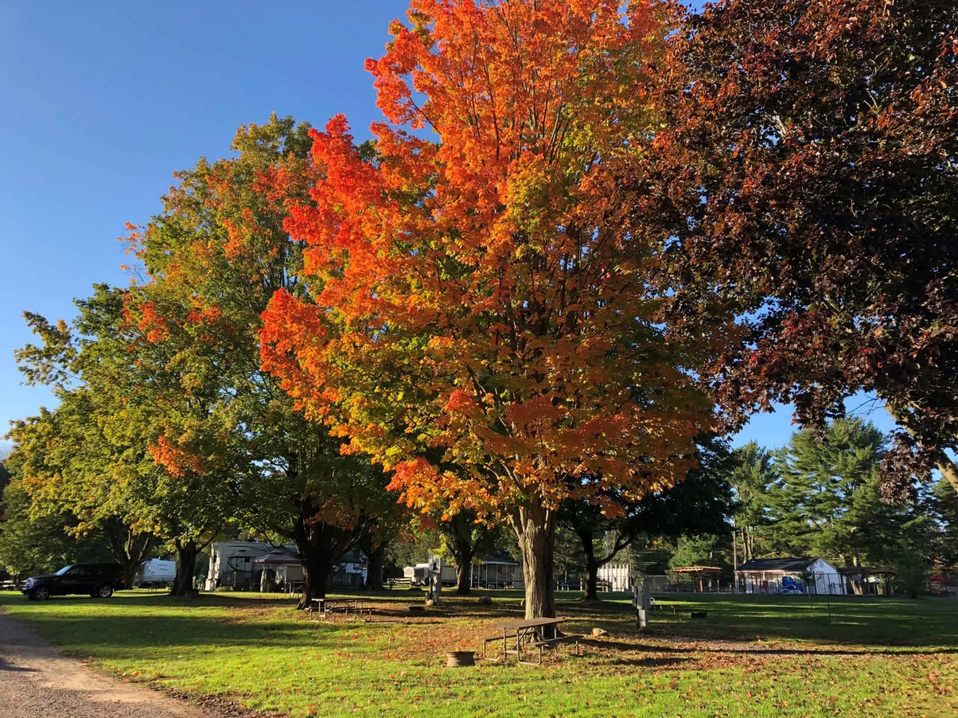 Wolf's Den Family Campground