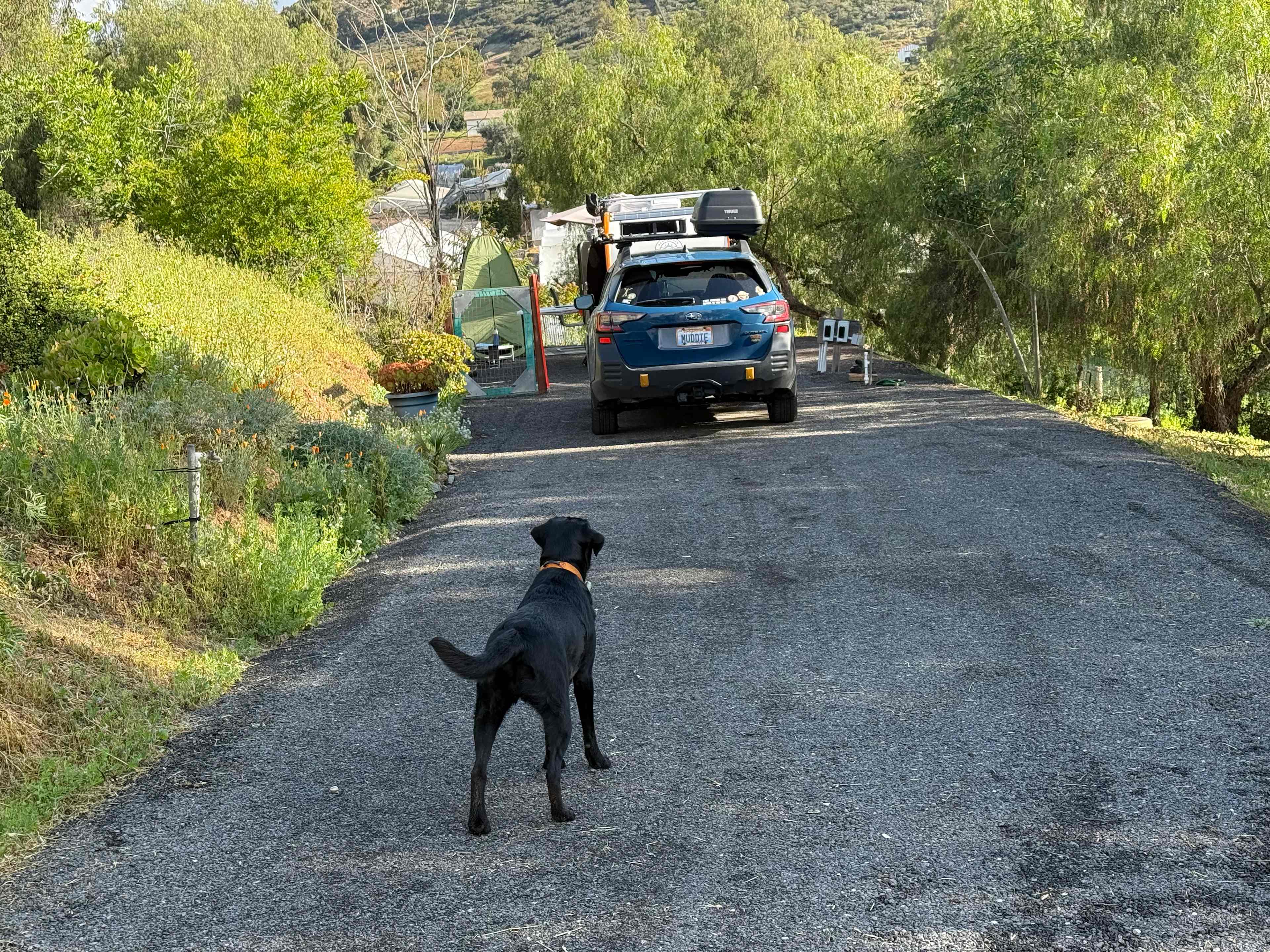 Dog friendly