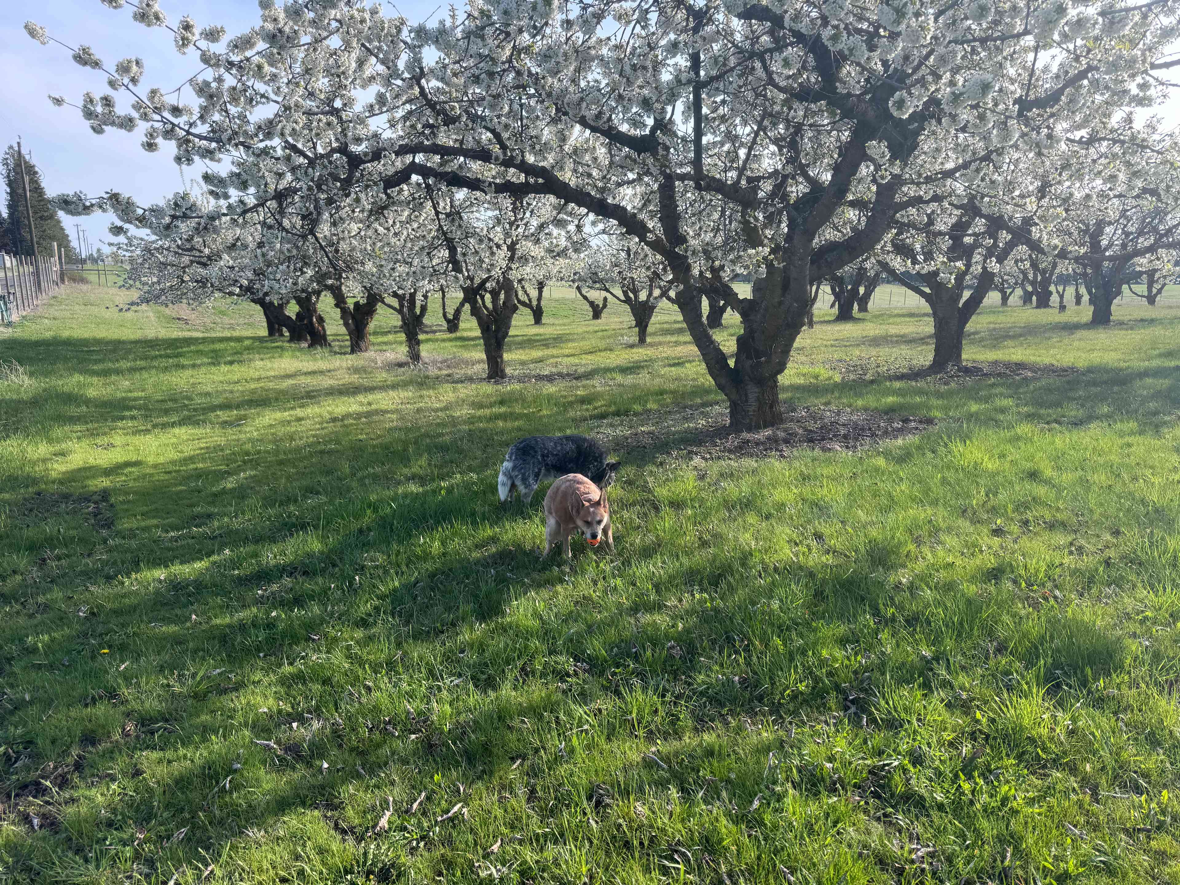 Nàdair Orchard