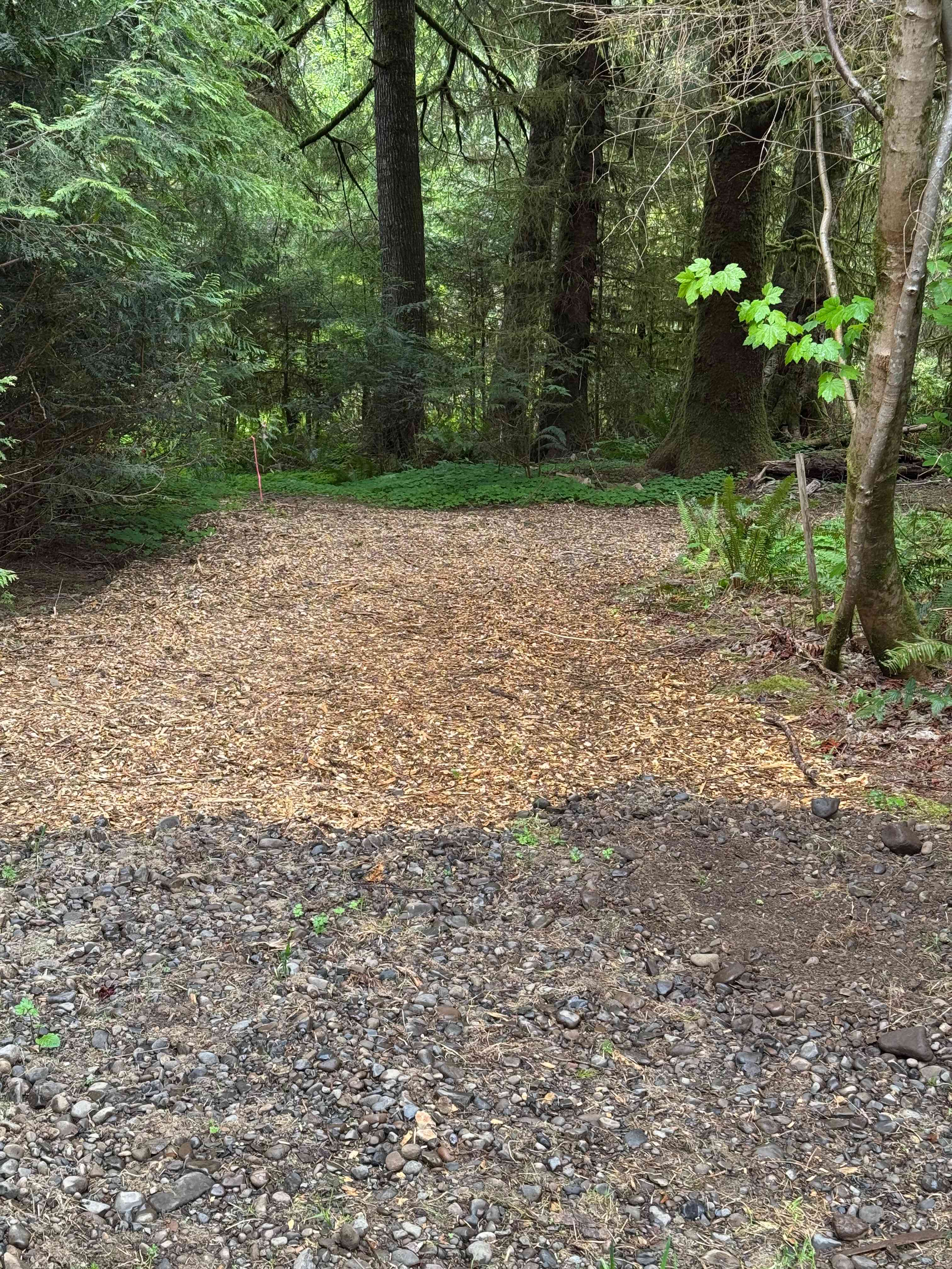 Rainforest glade by the river