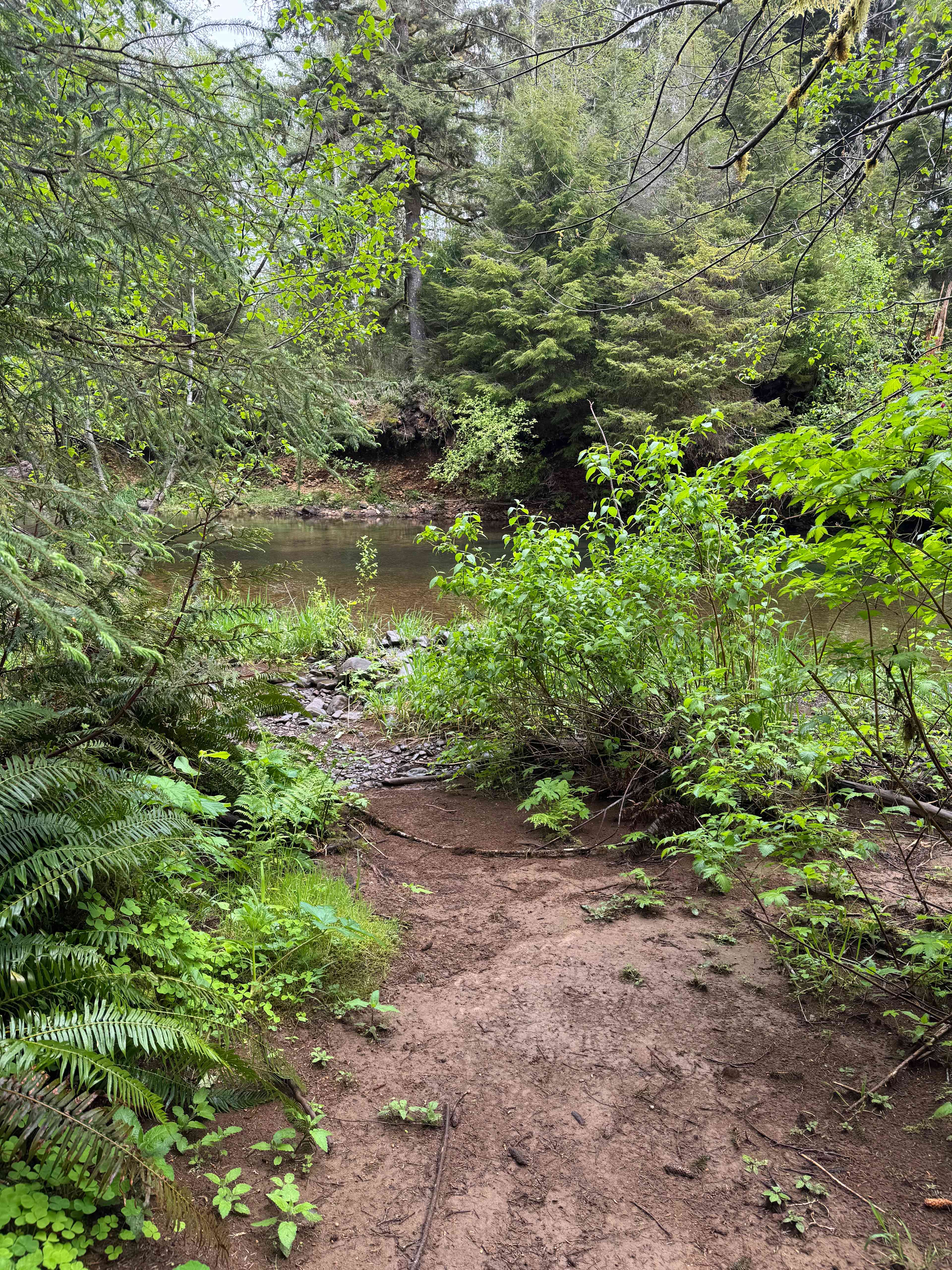 Rainforest glade by the river