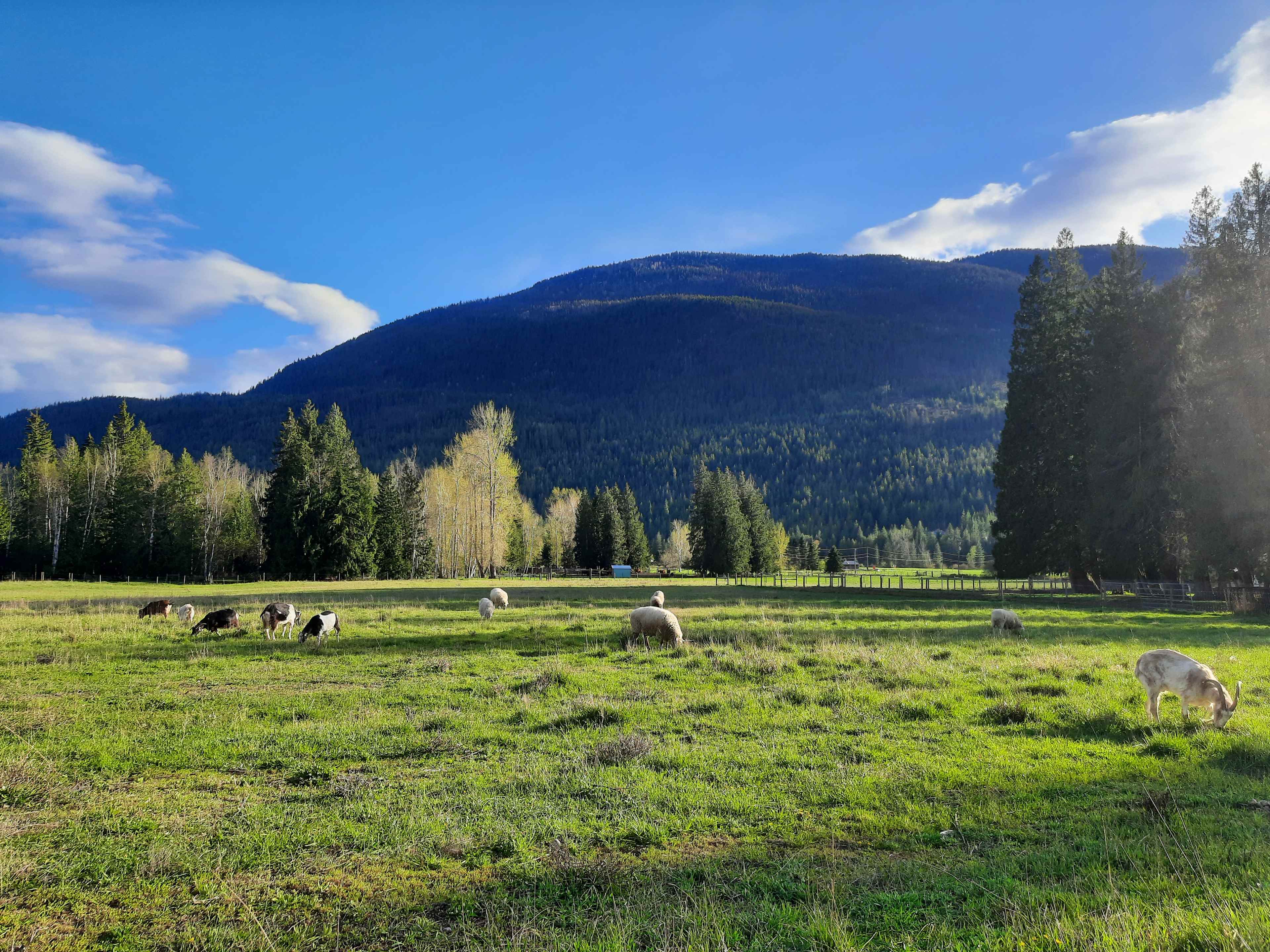 Olich Creek Farm