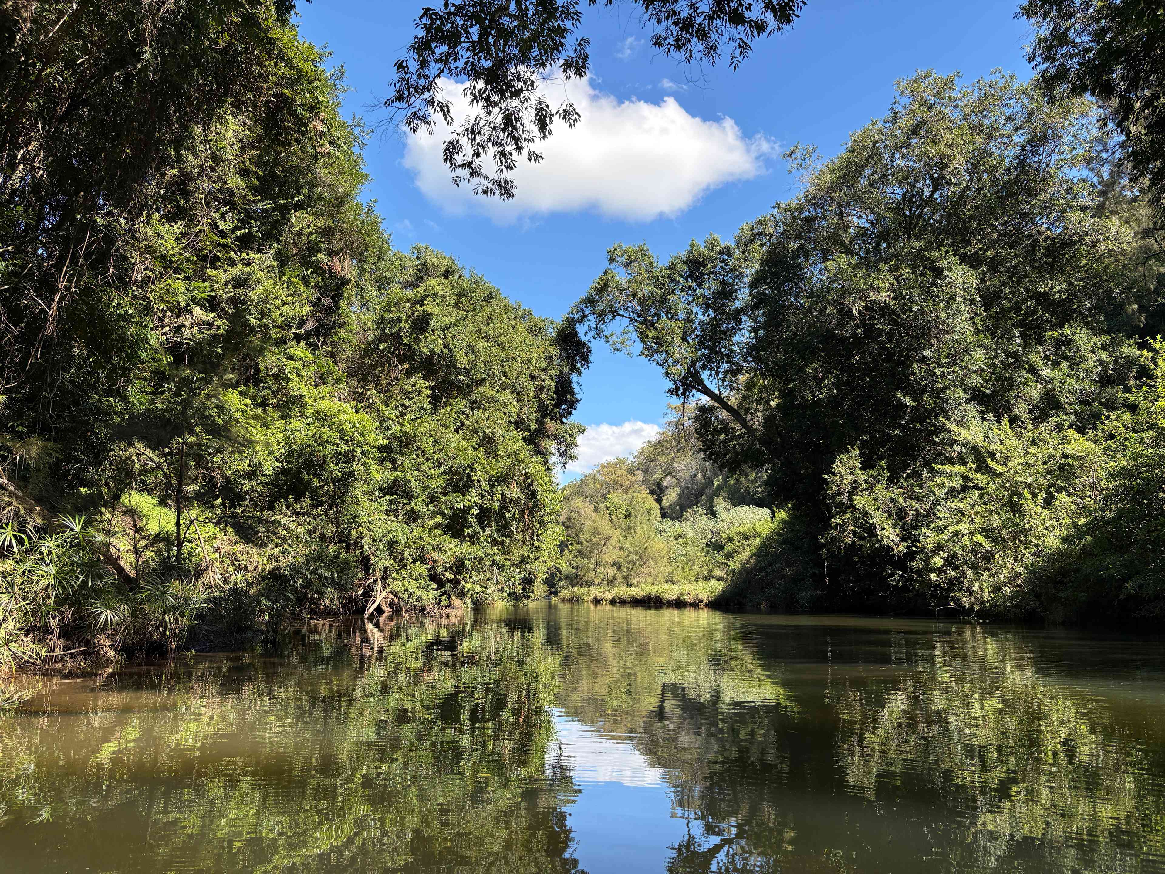 Bunya Grove
