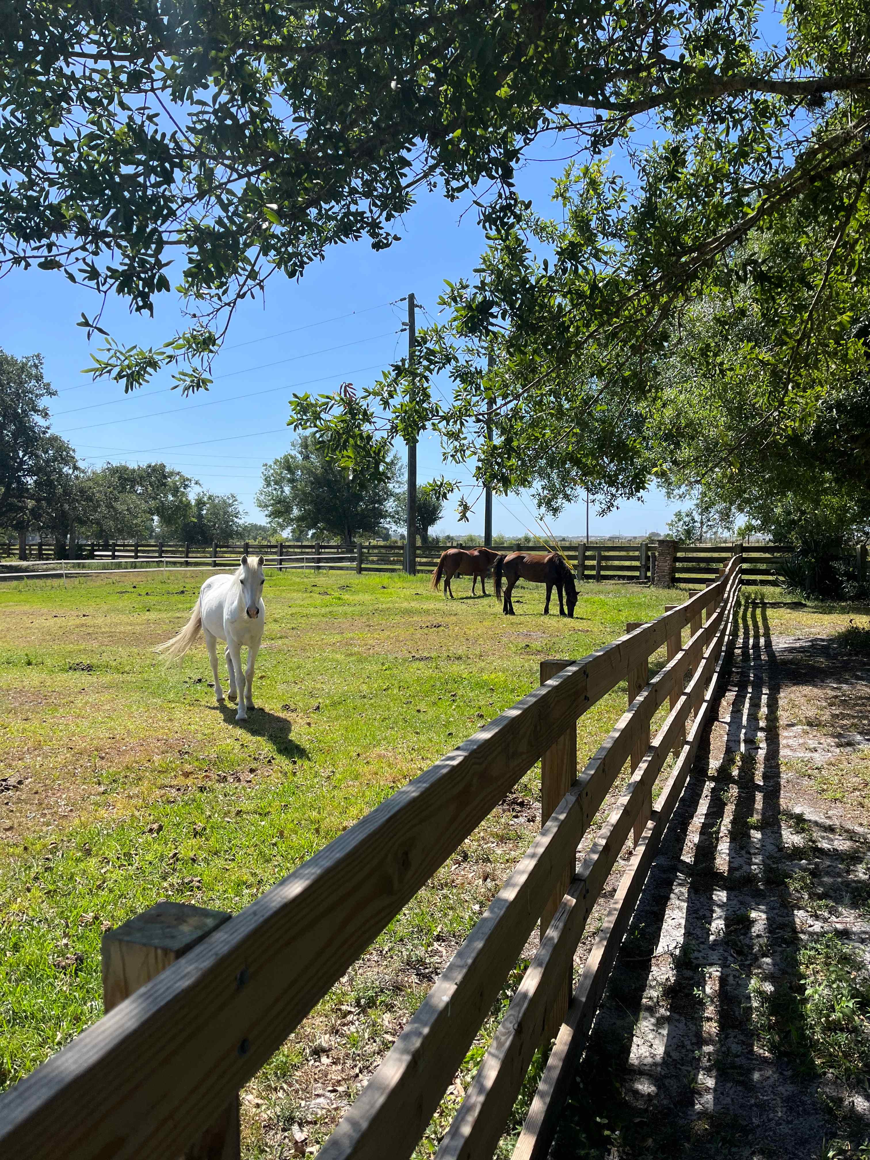 Silver Bullet Stables