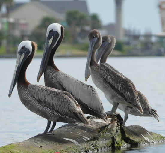 Sargent Beach RV Park