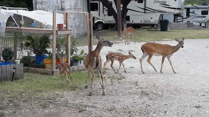 Cove RV Park