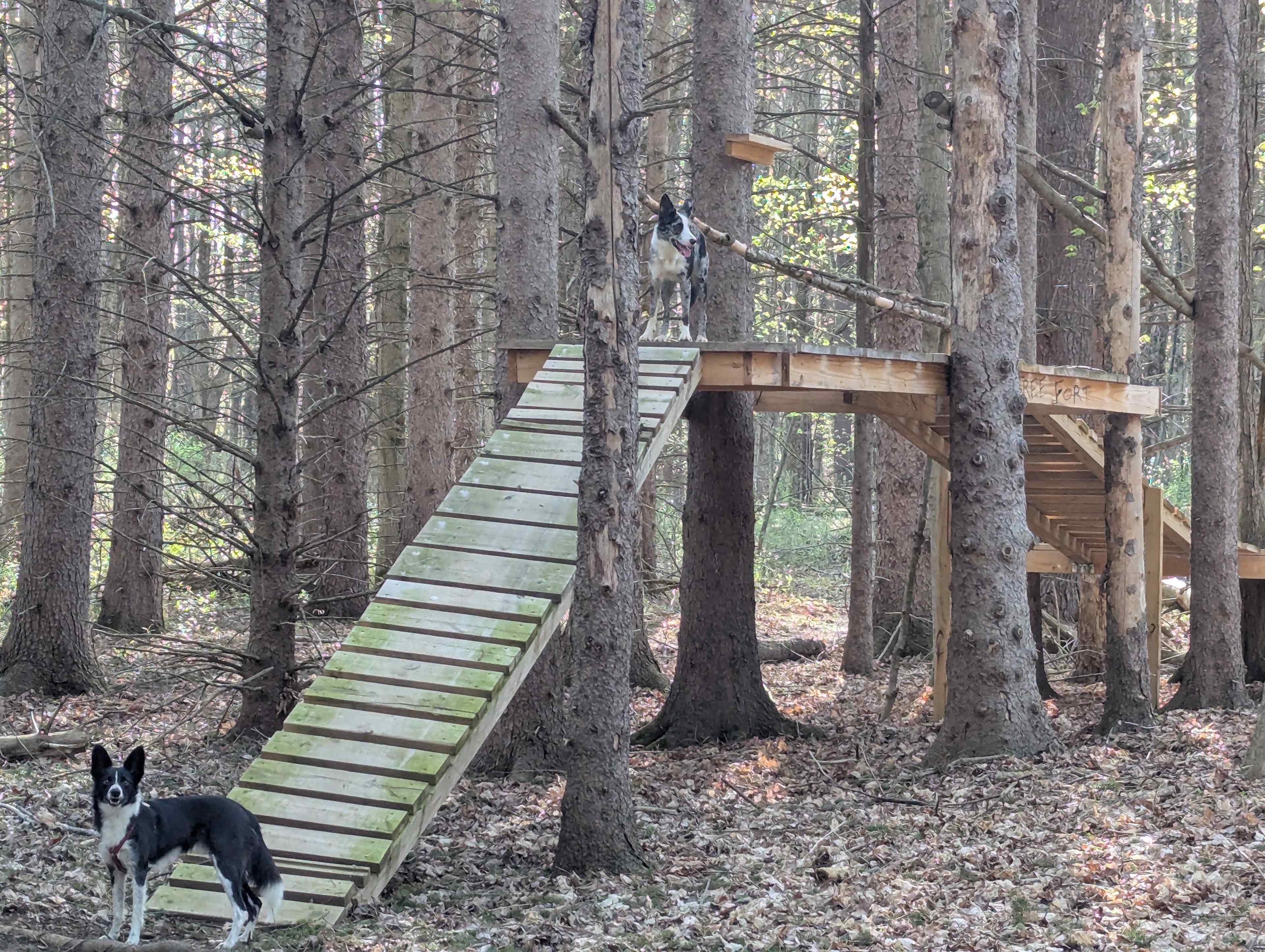 Pups say 'Wow, big agility equipment!"
