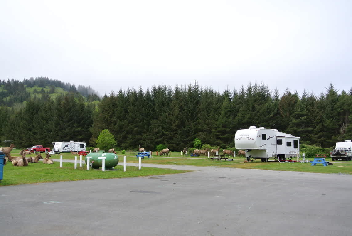 Back In Meadow