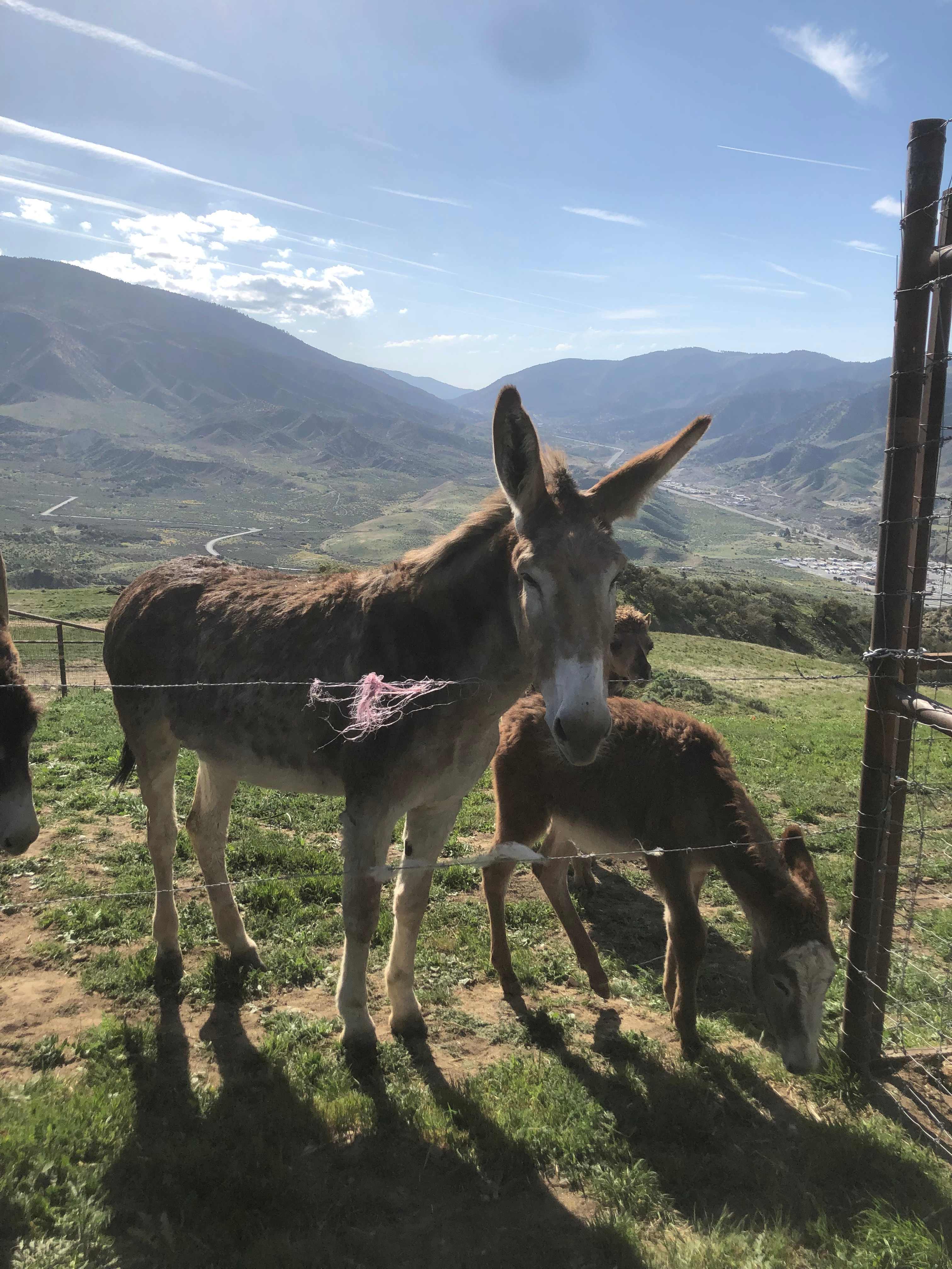 Lone Juniper Ranch
