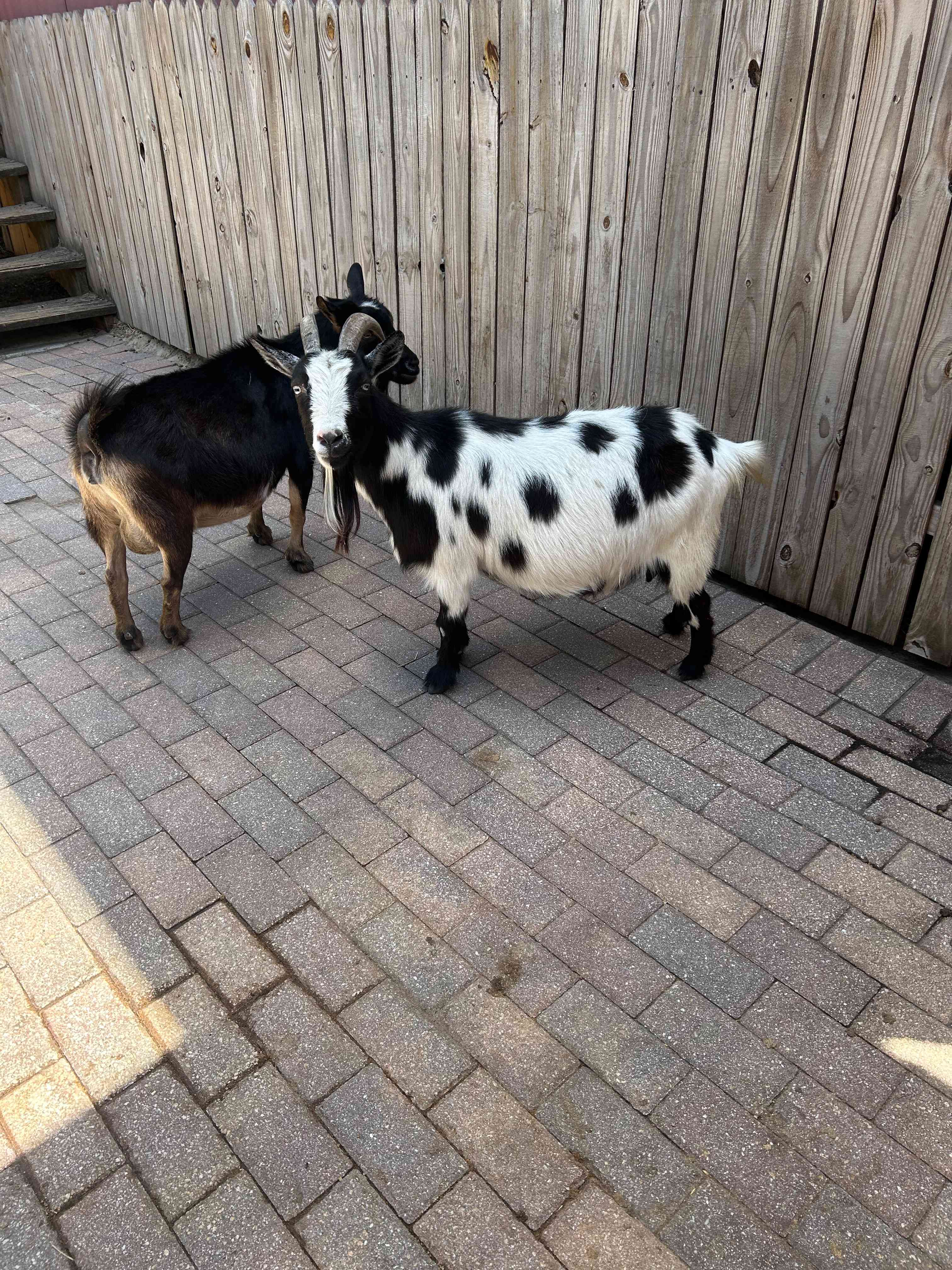 Goats galore! 