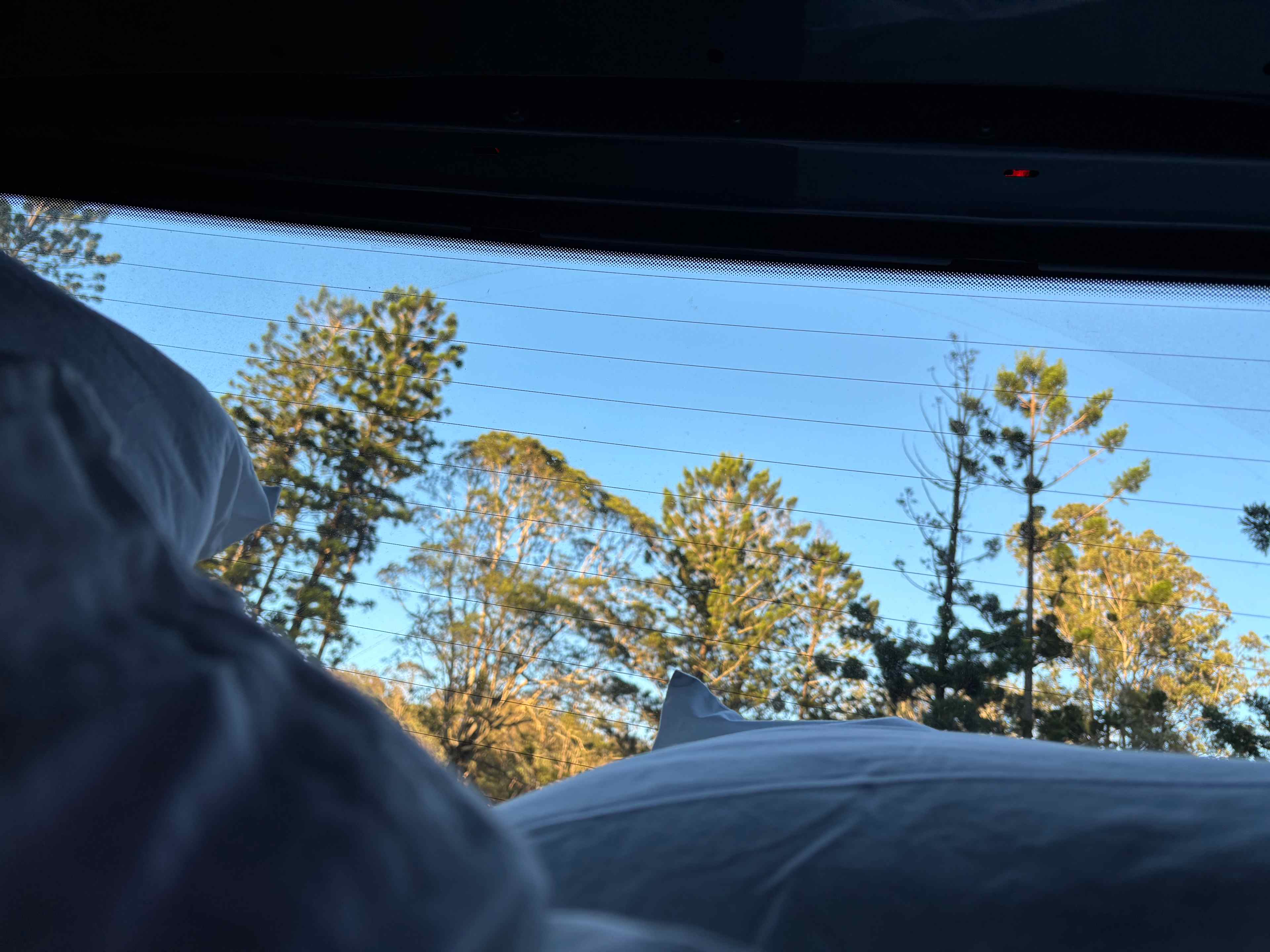 Pine trees to frame a starry night sky