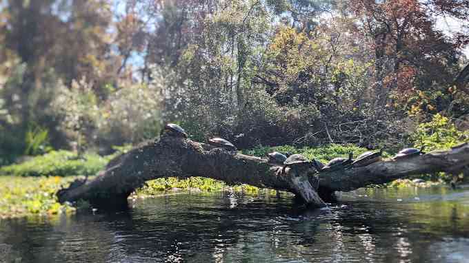 Ichetucknee Family Canoe and Cabins