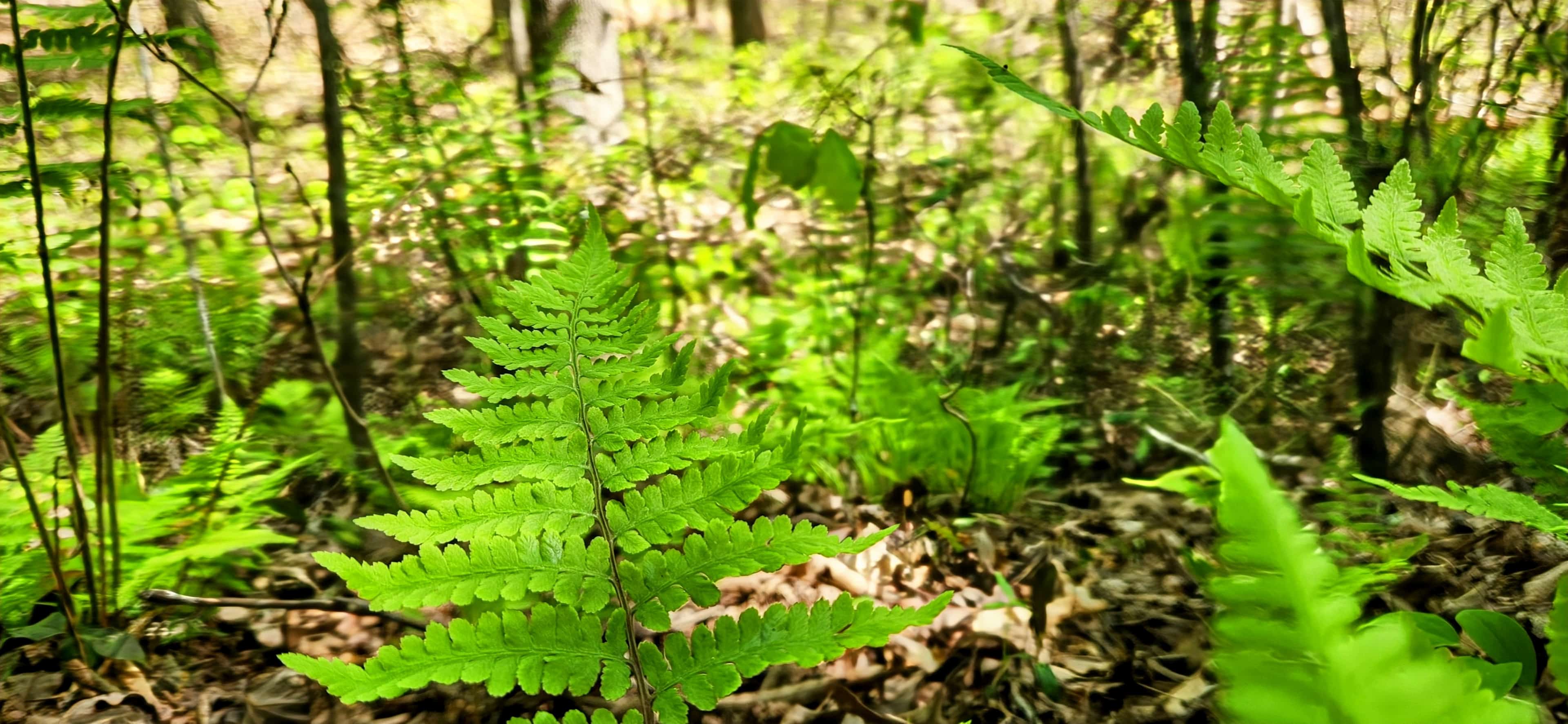 Parkers' Glen