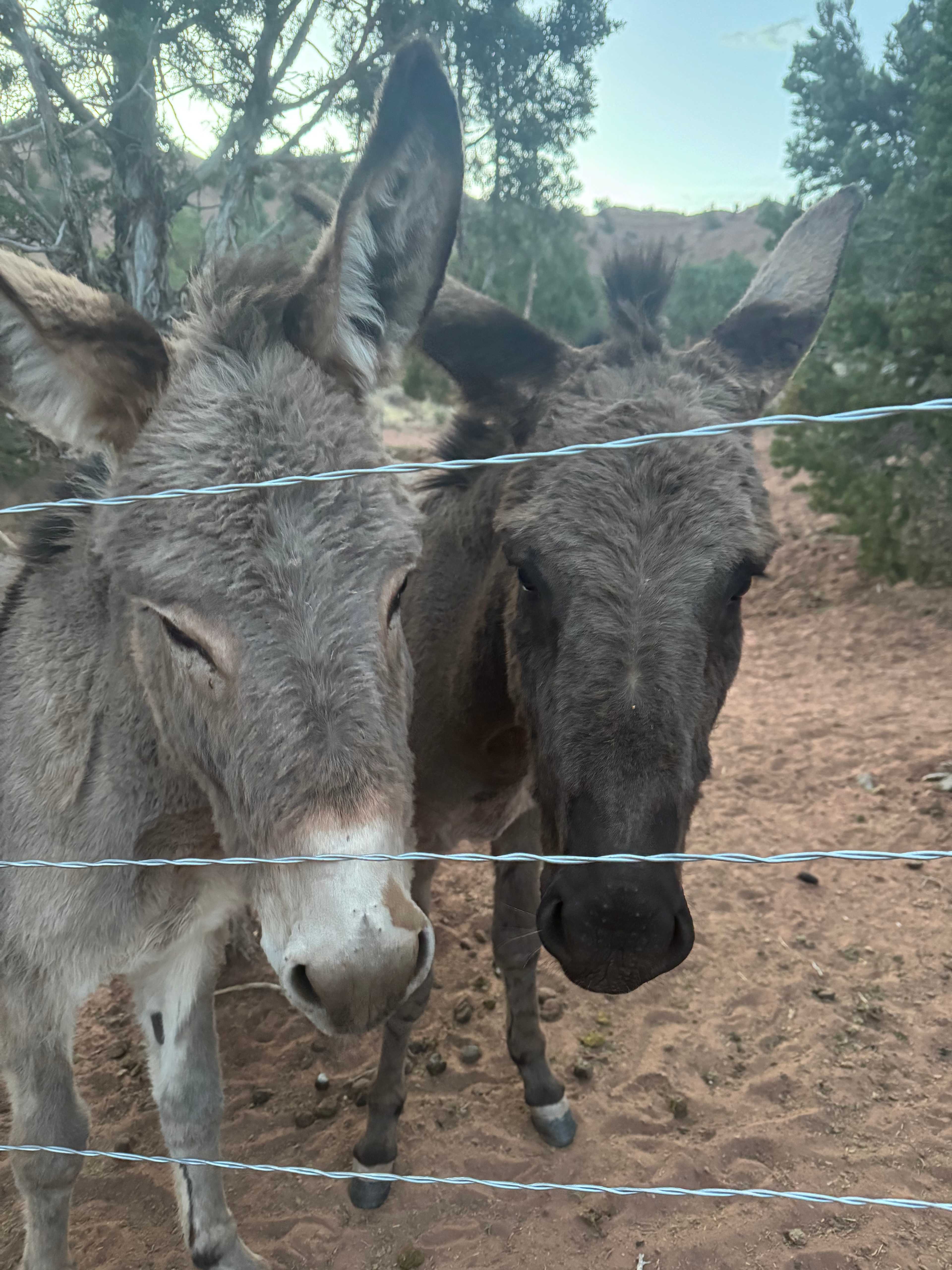 Ranchito Feliz
