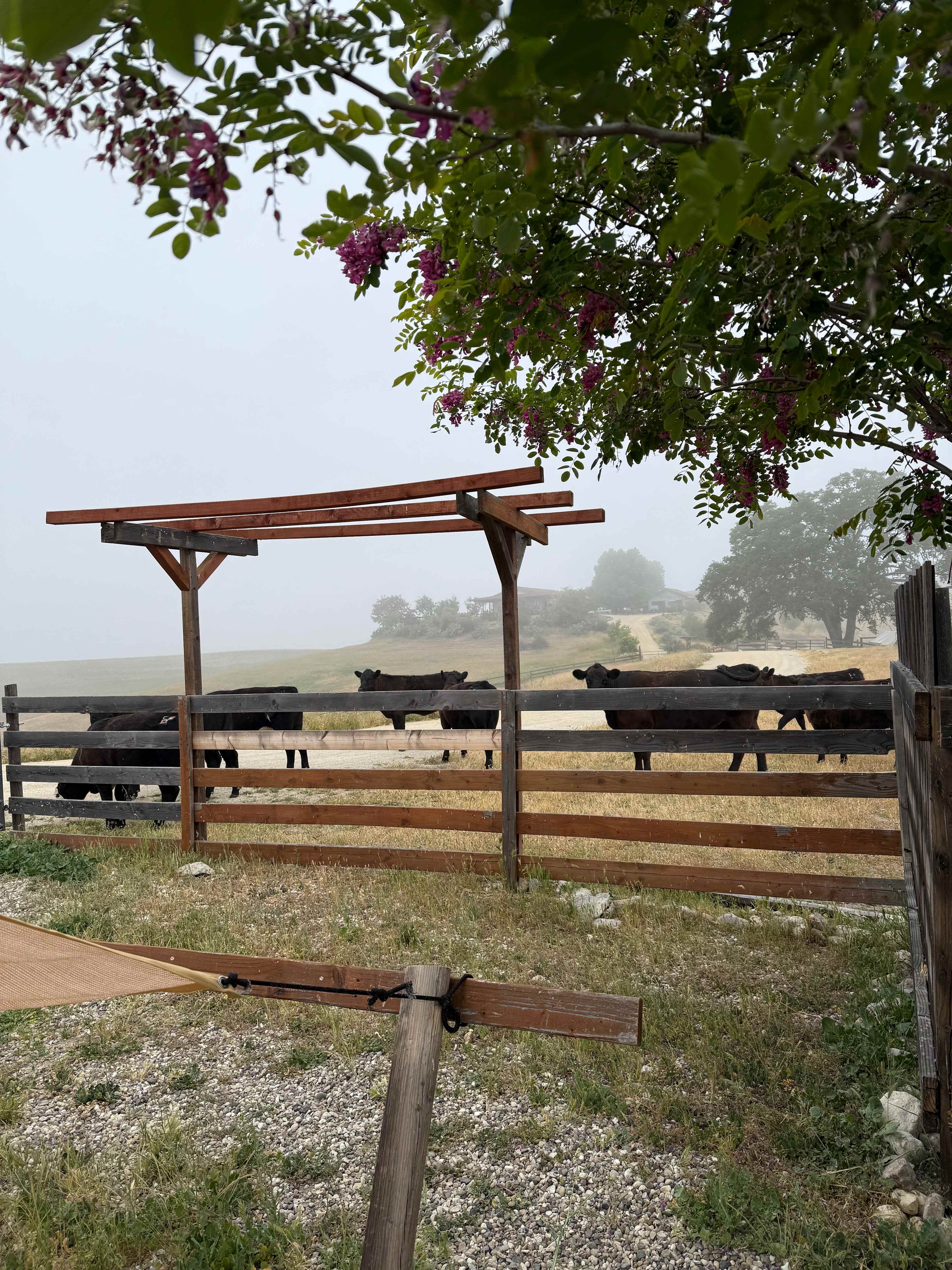 Enney's Ranch