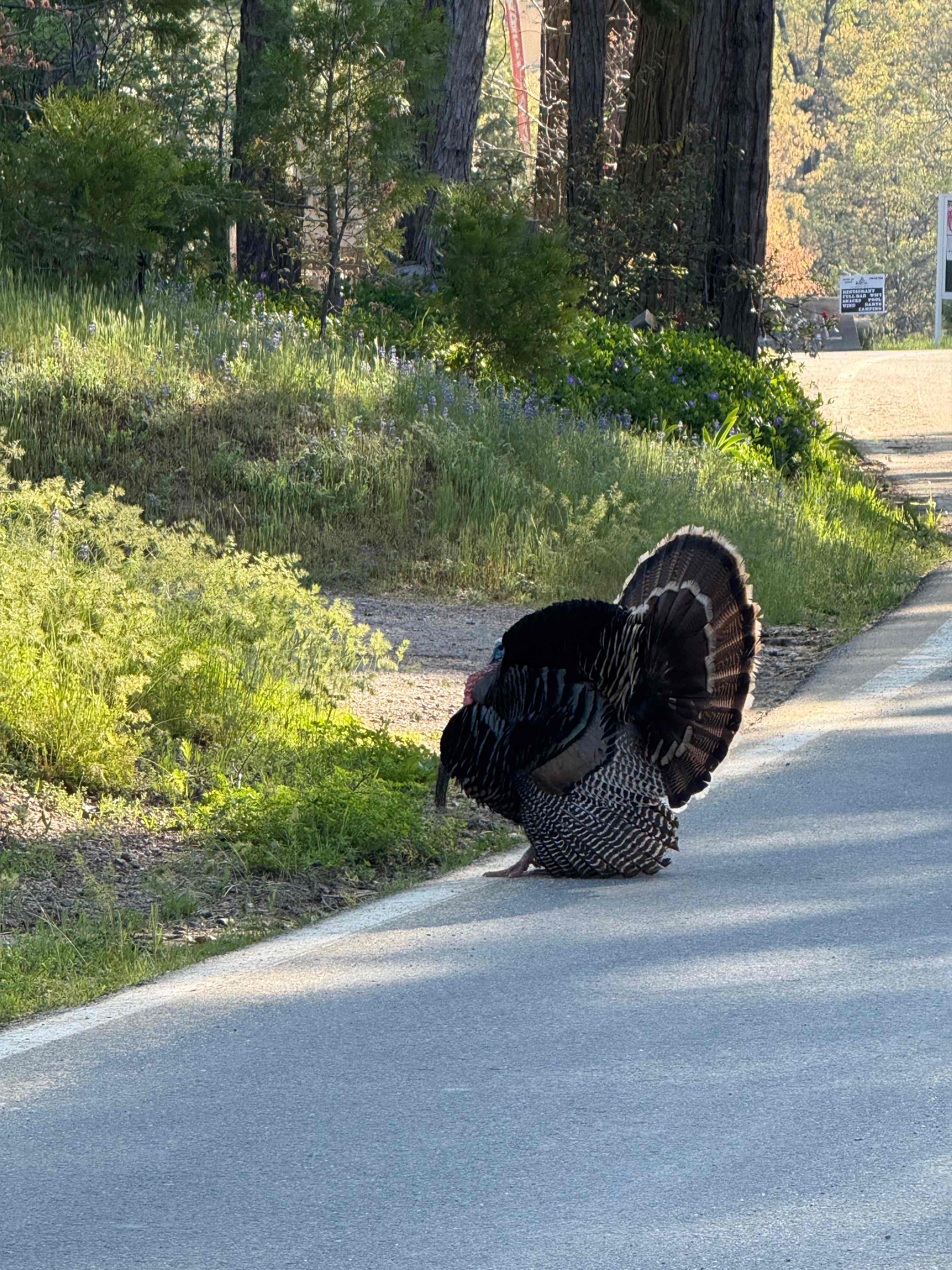 We saw a group of turkeys on our way out! 