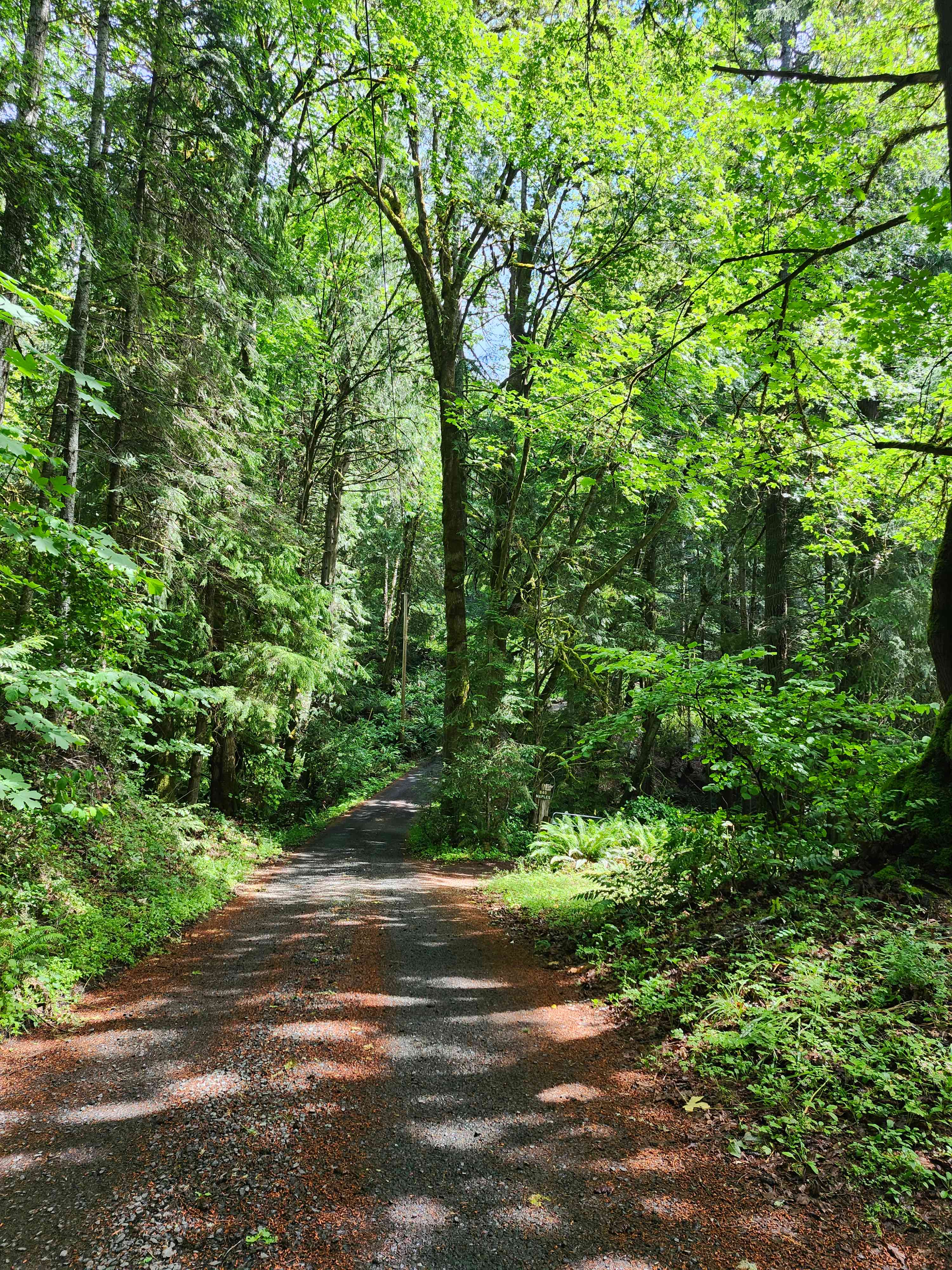 Woodland Grove on the Coast