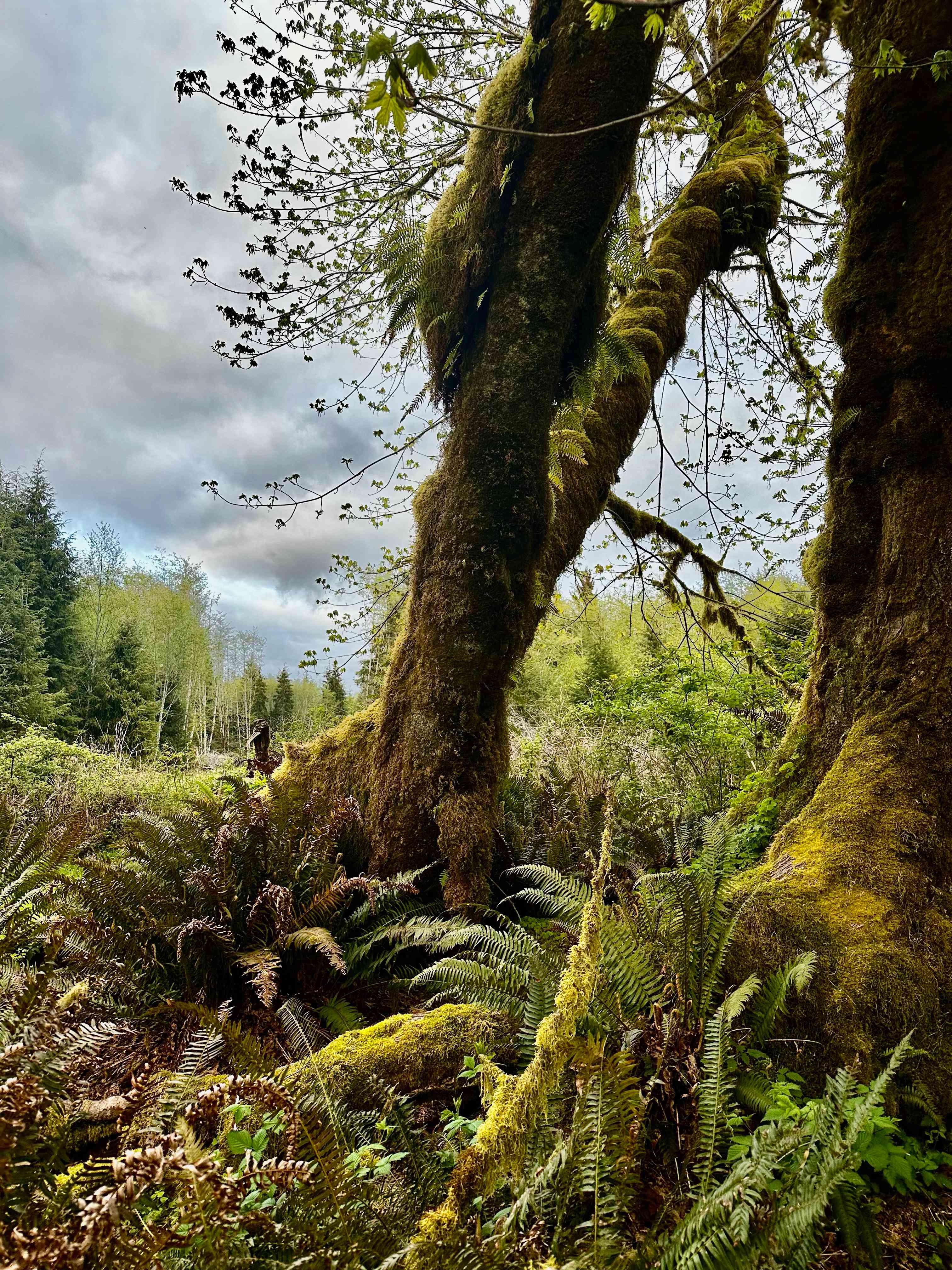 Hoh River Campsites