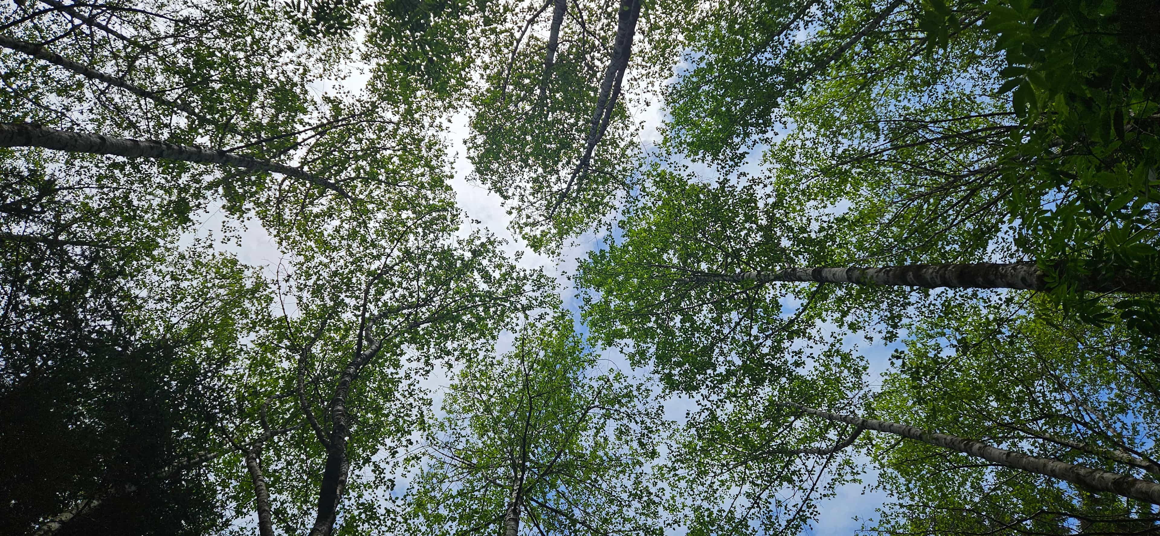 Mystic Forest Campground