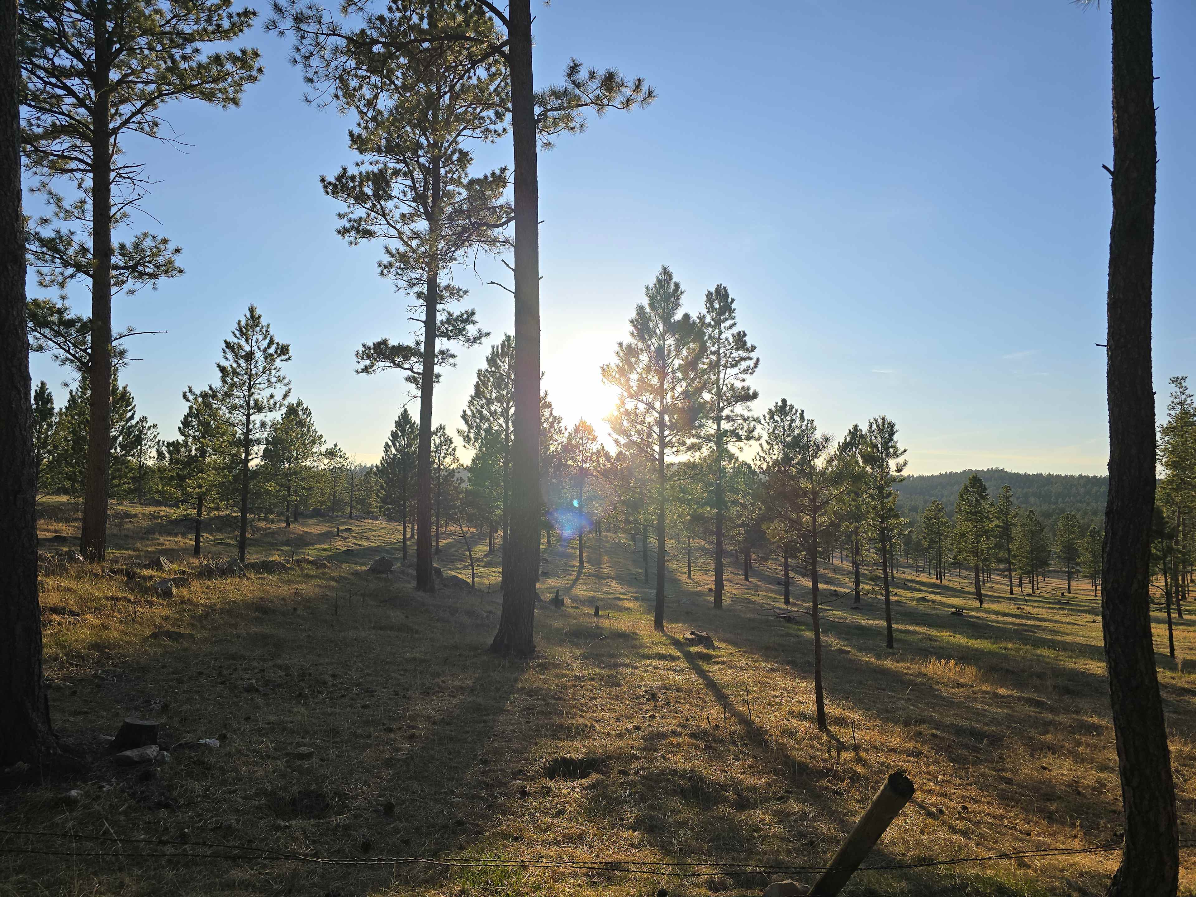 Tent camping near a pine forest