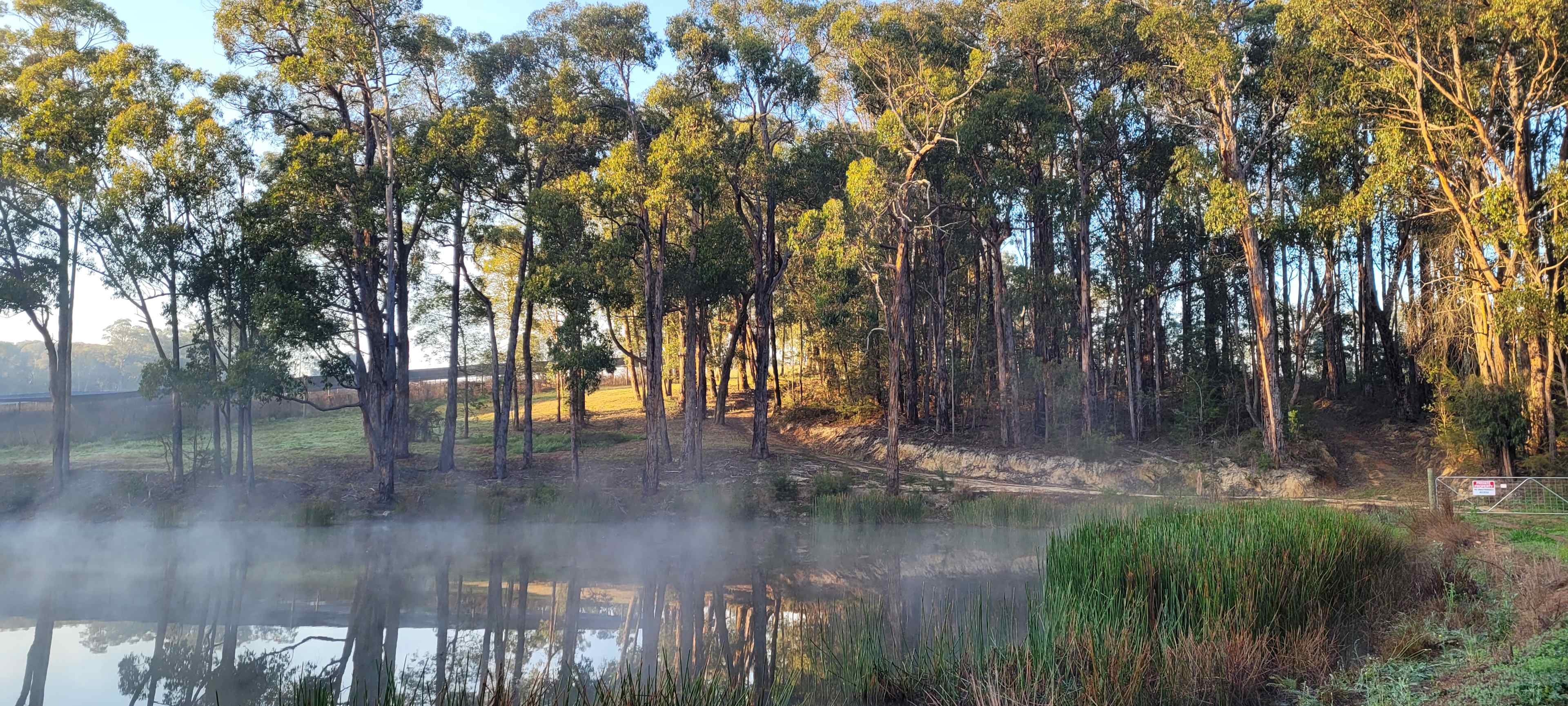 Morning mist at Platypus 