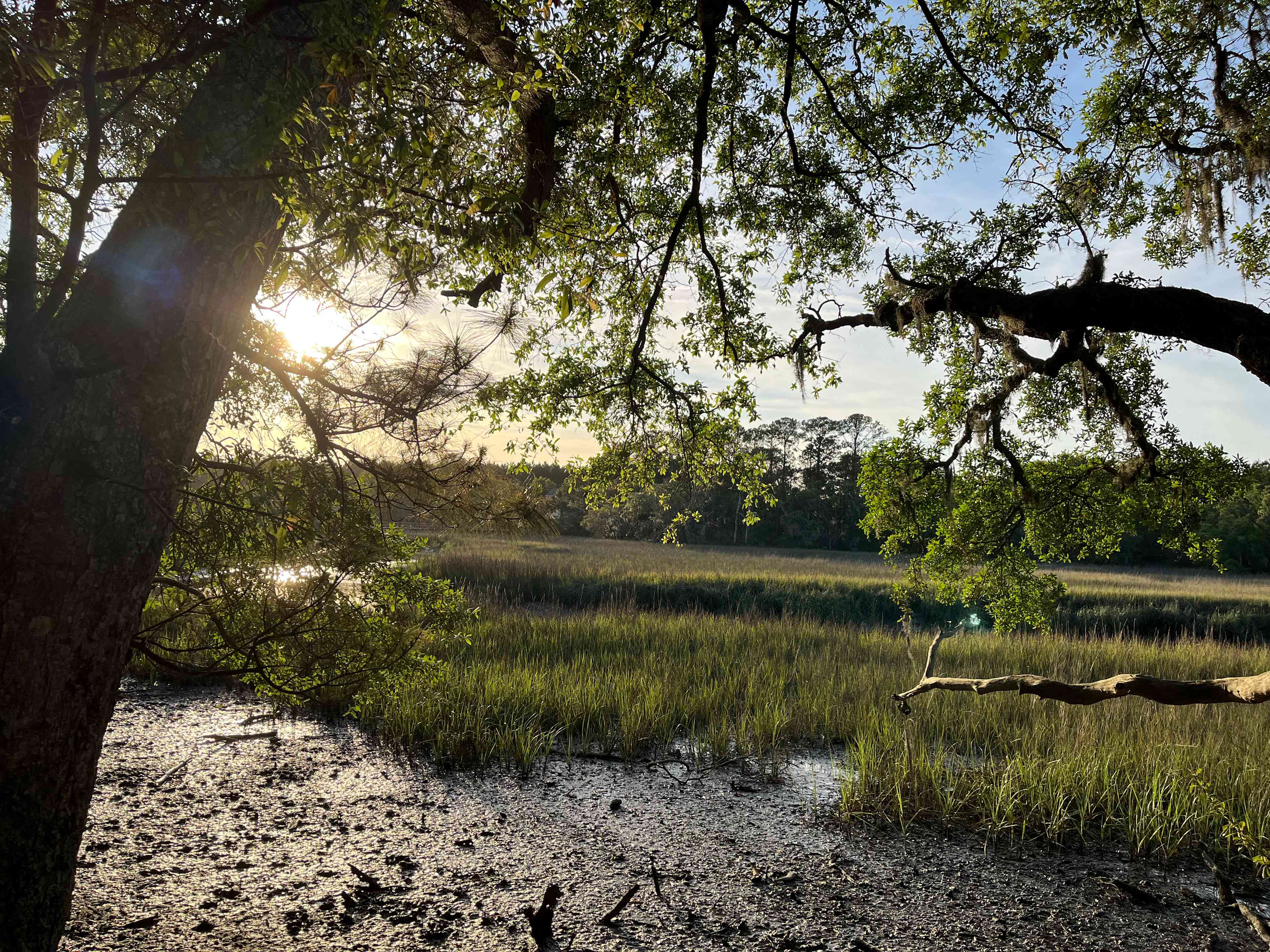Hanscombe Point Plantation