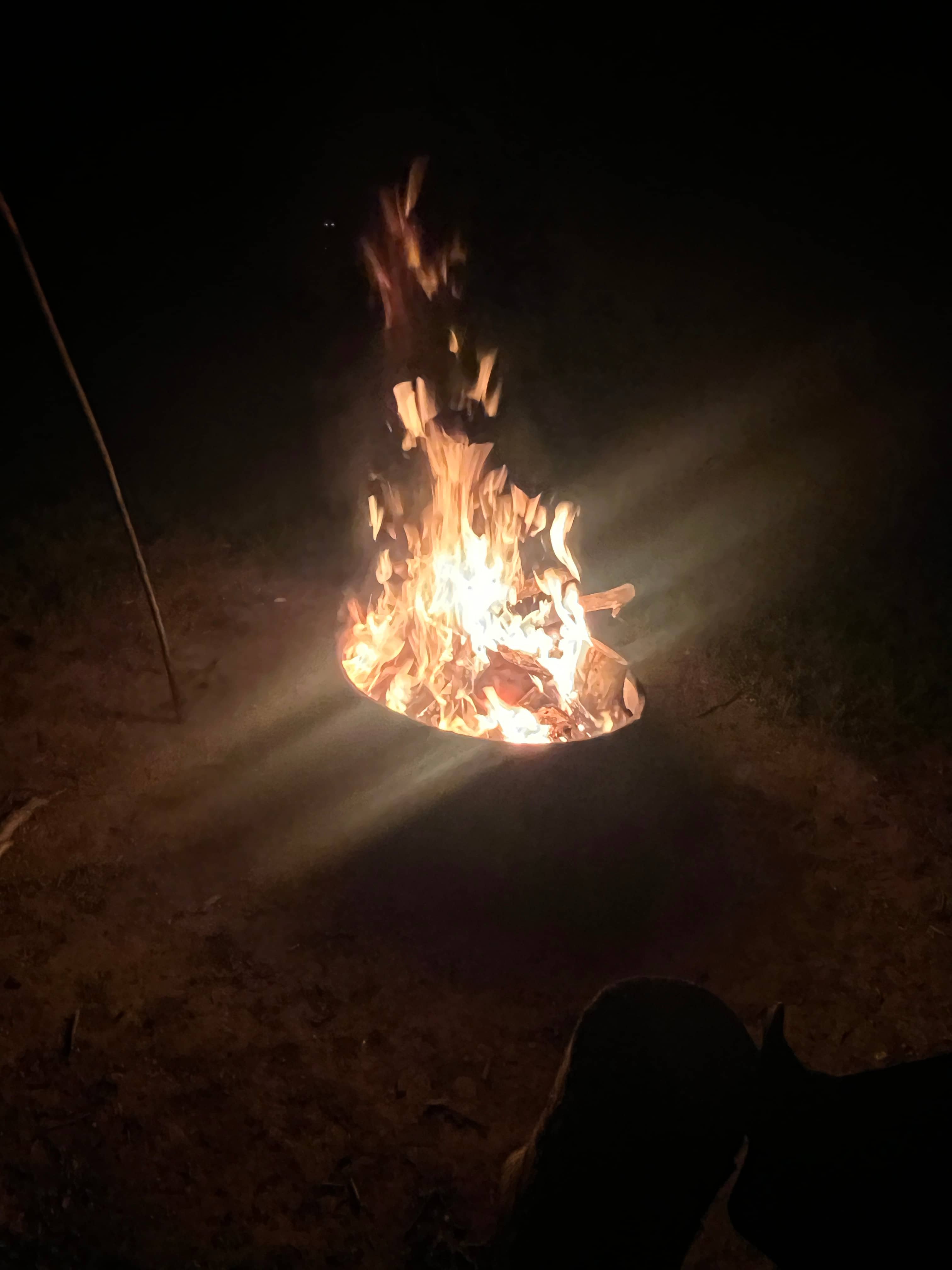 Blase ‘n Love Forest