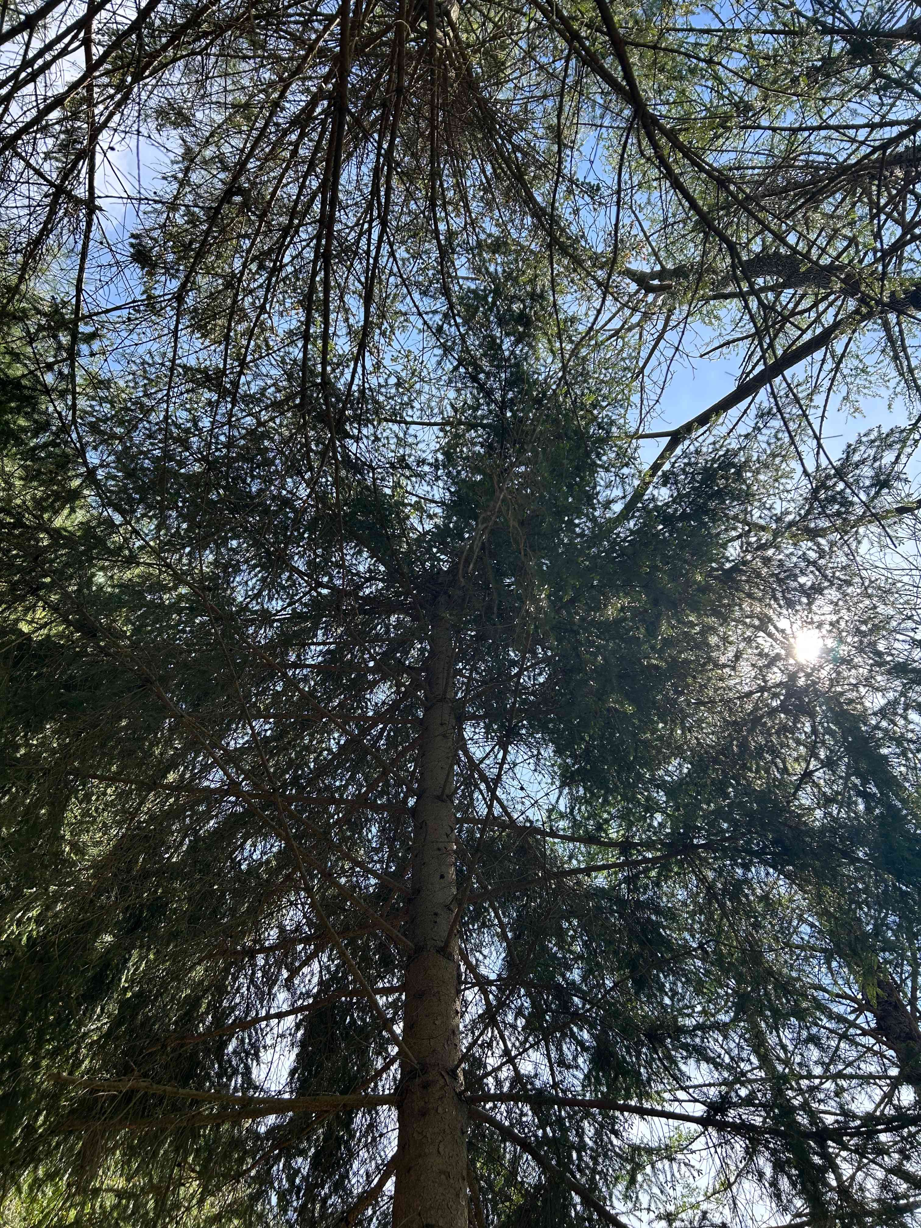 Boone Farm & Forest