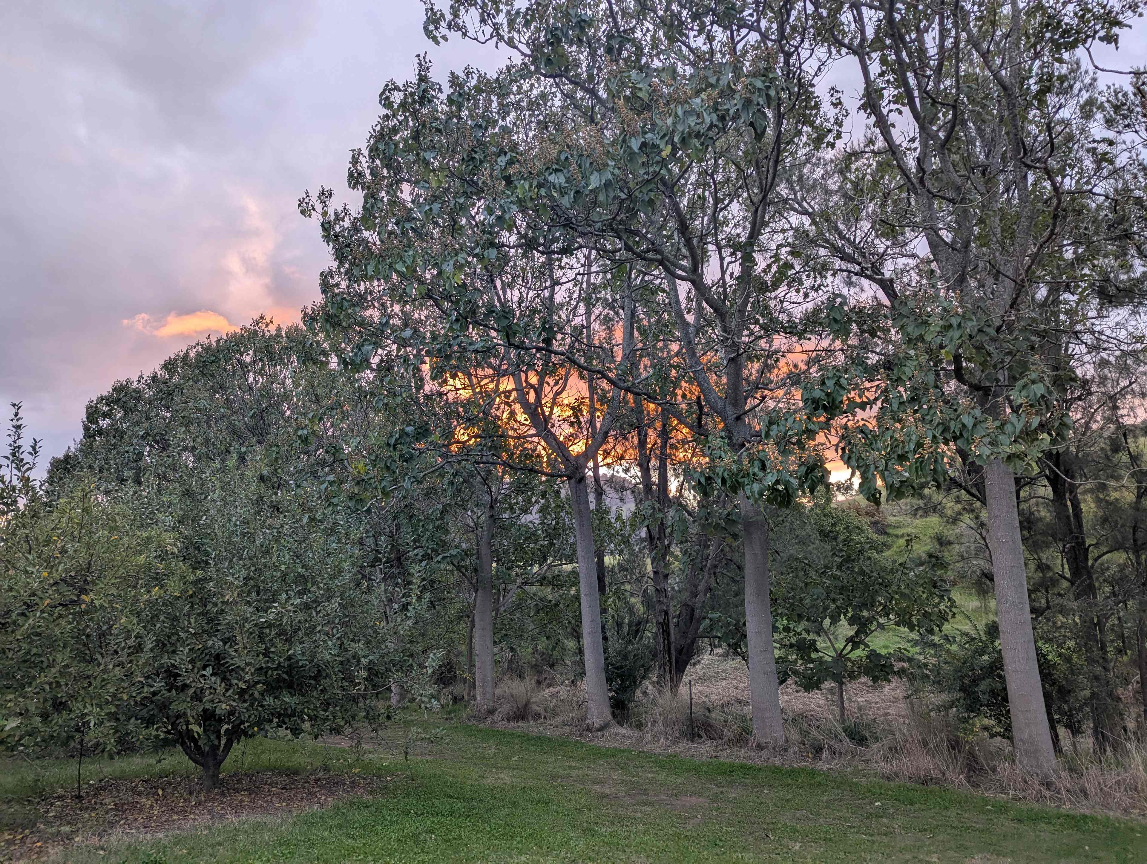 Roma Orchard - Hunter Valley