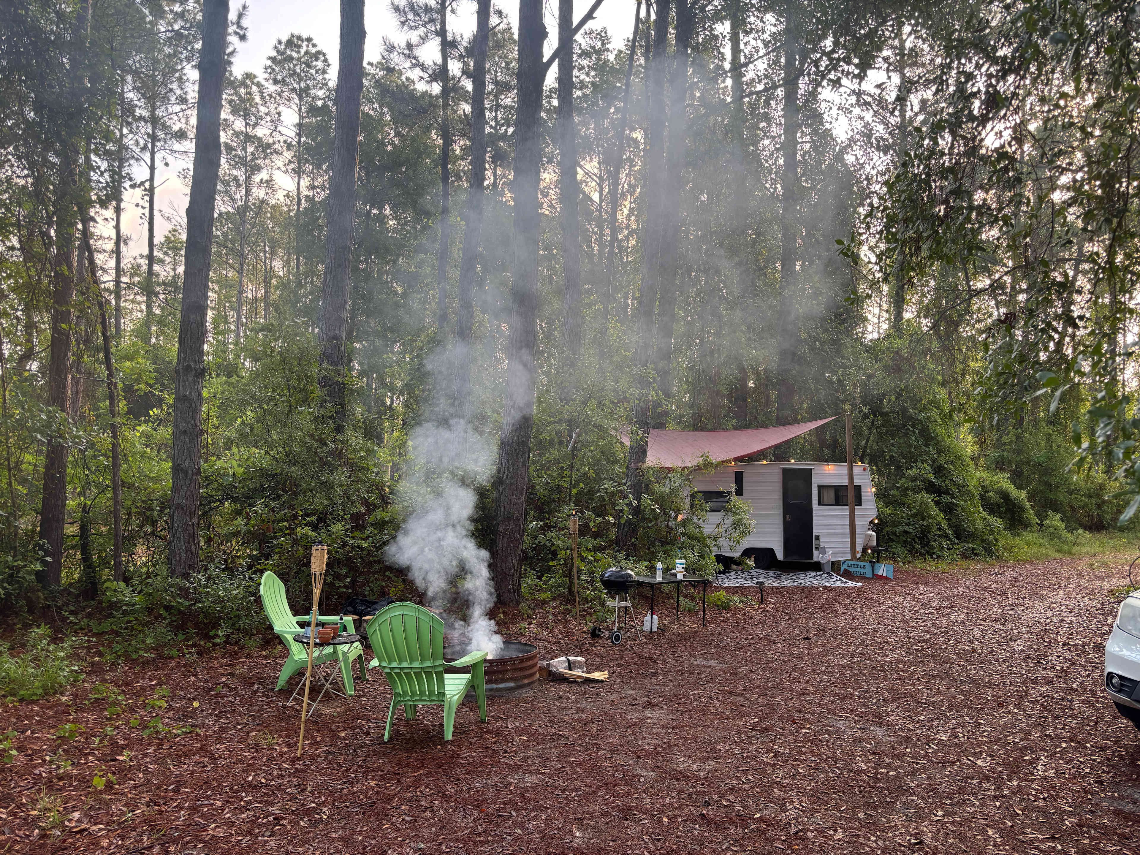 Serene Forested Blueberry Farm
