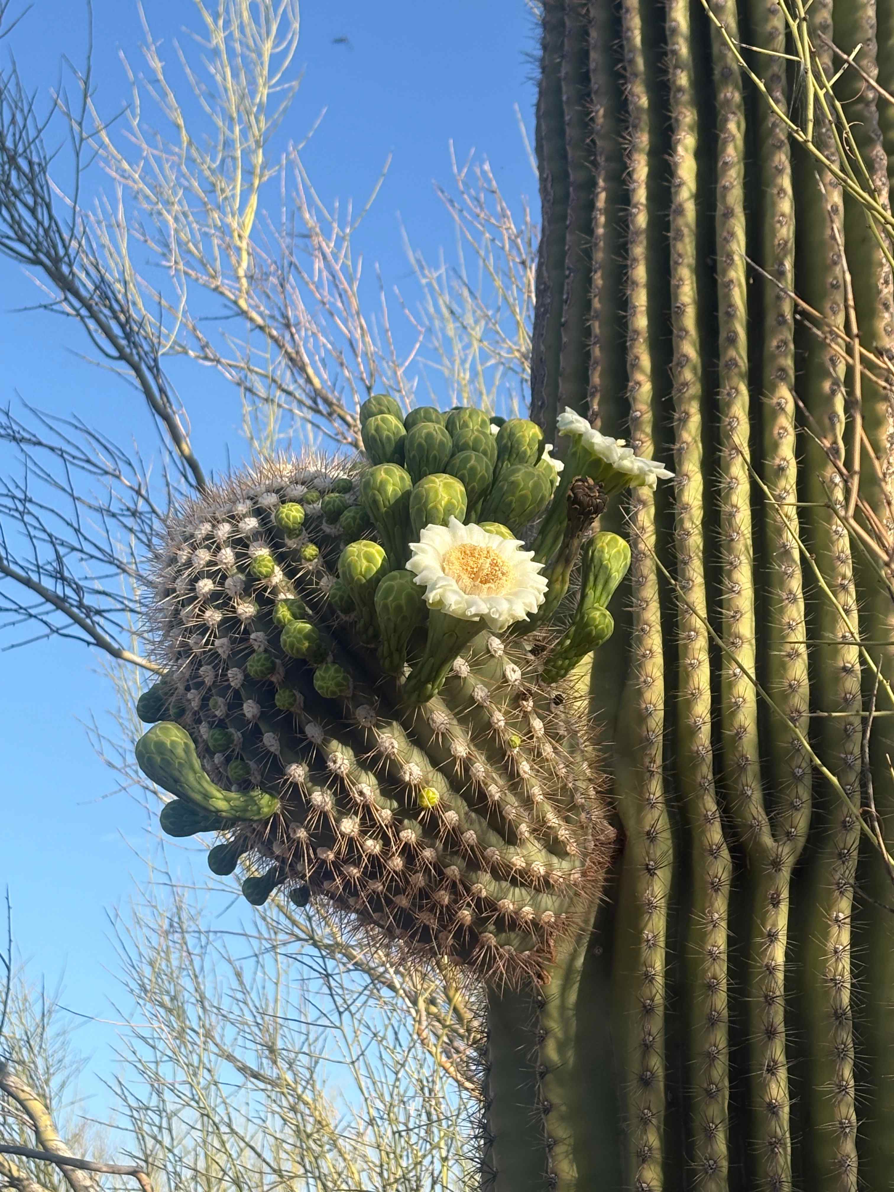 Wild Burro Desert Retreat