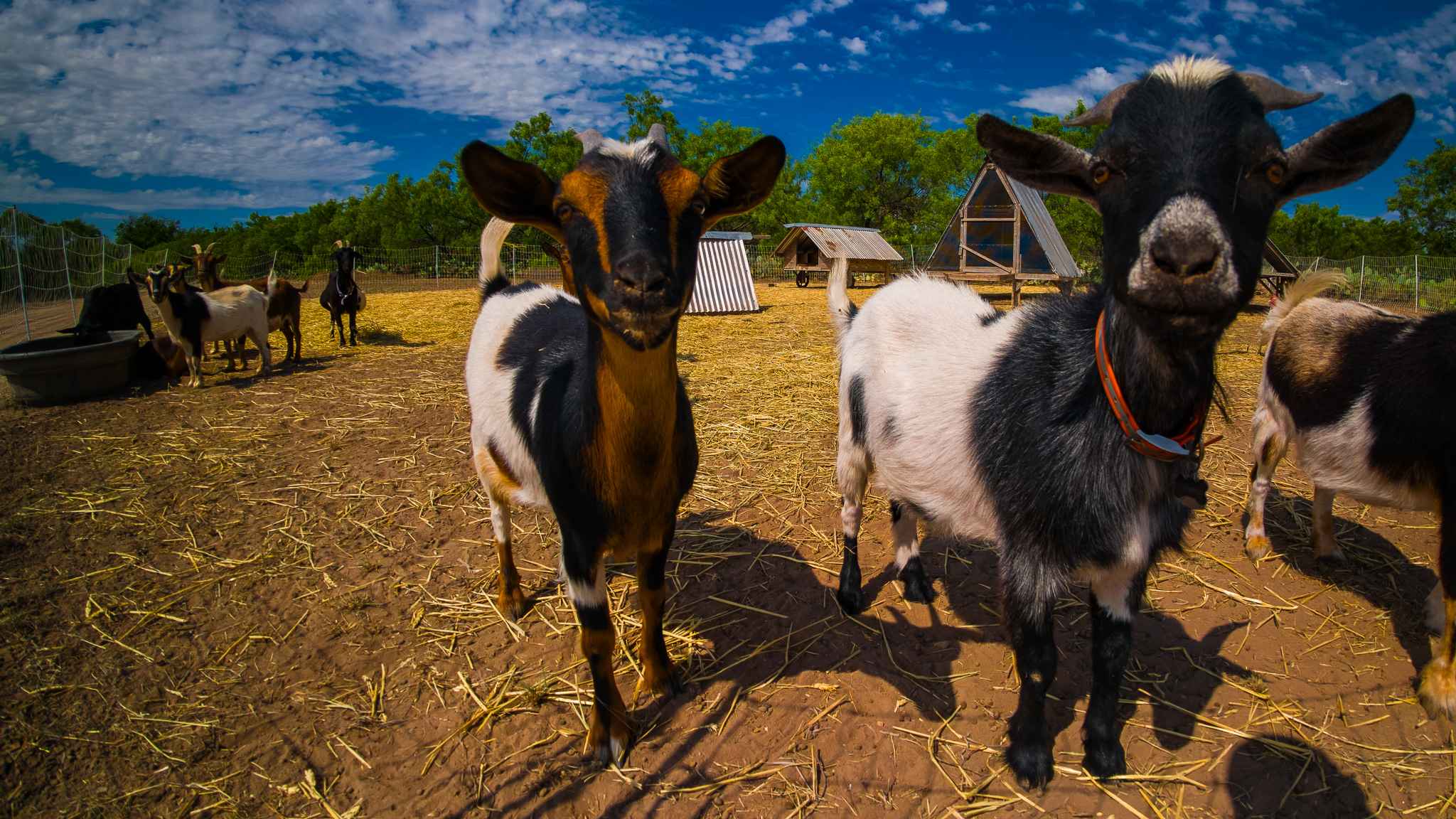 Goats