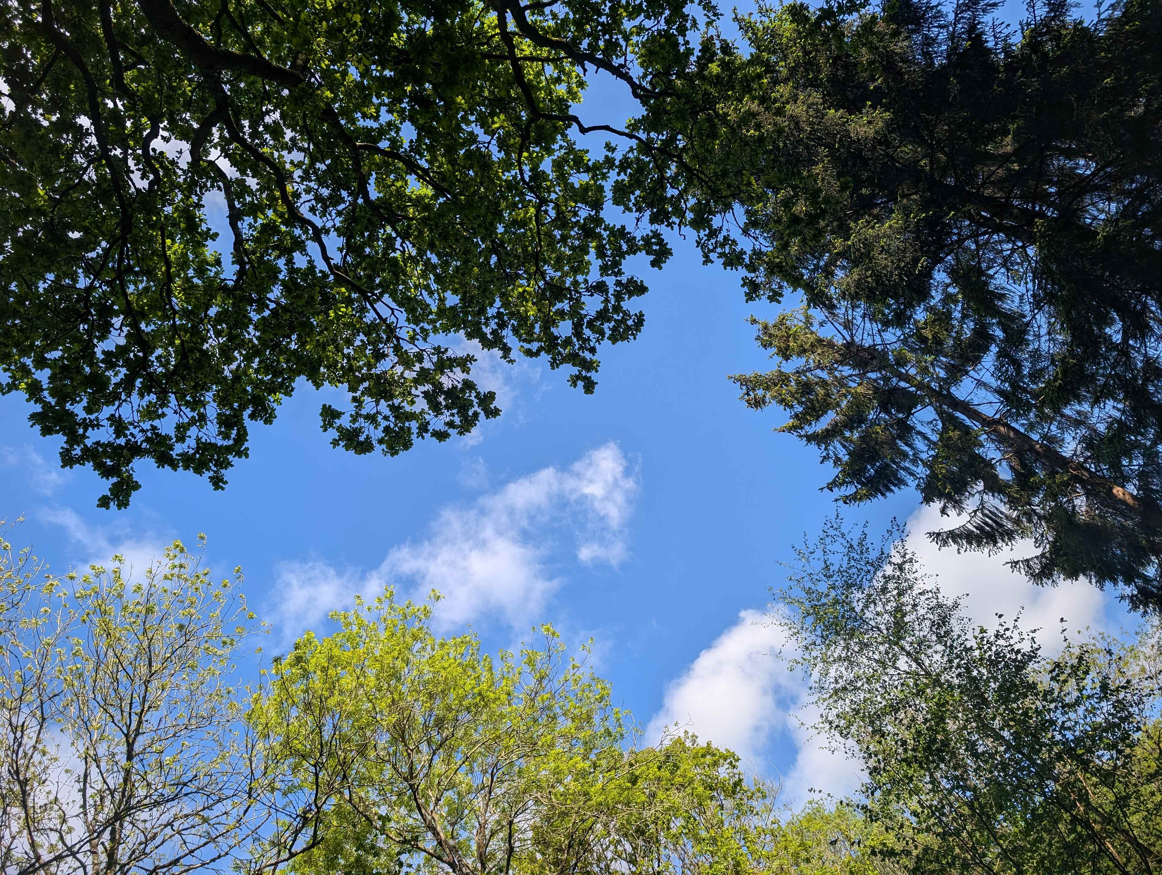 Bridgewood Camping - Woodland camps