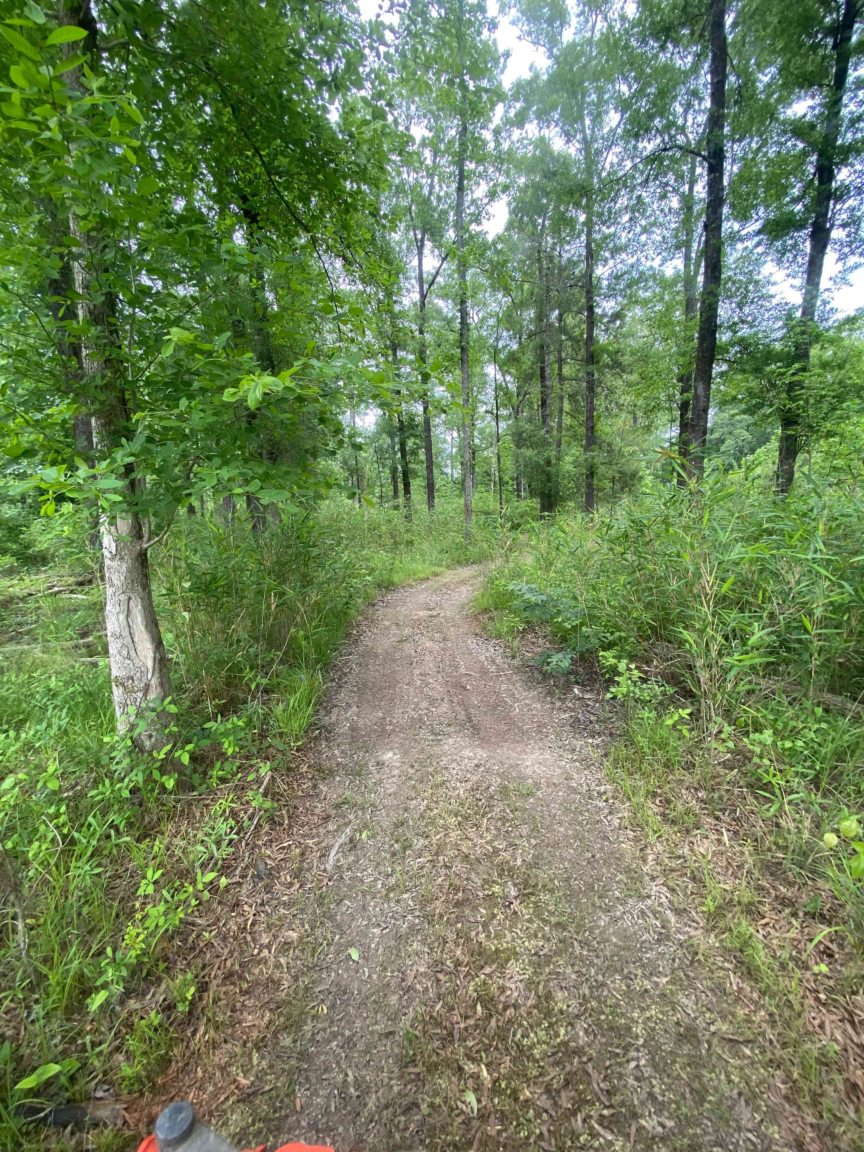Woodland Escape